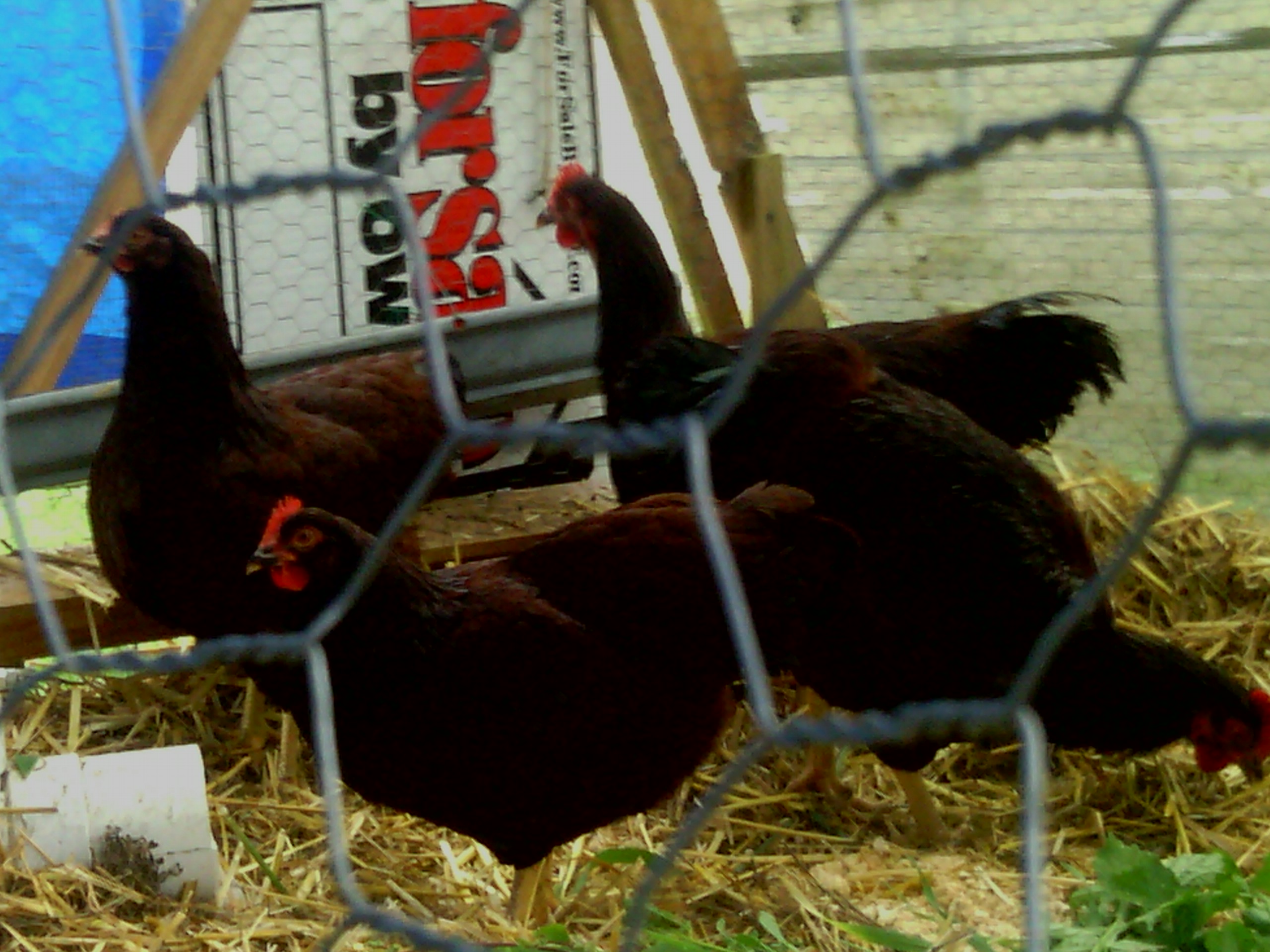 Chocolates... one hen passed away over the winter. The yo-yo temps were too much for a couple of my birds. Need to take an updated photo