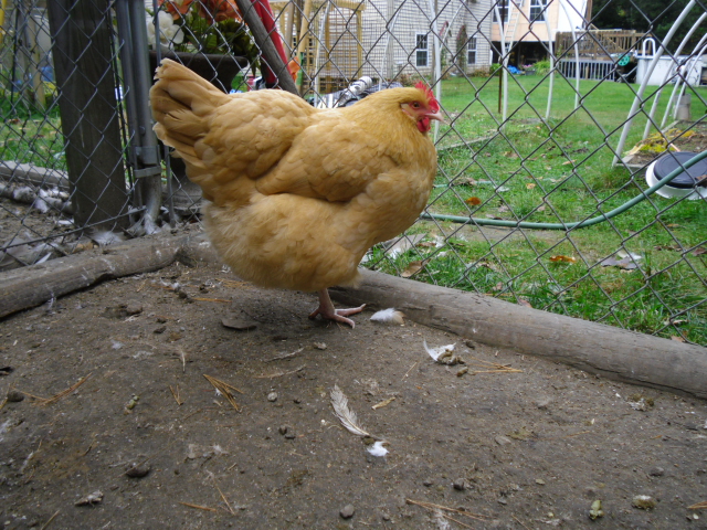 Chokie, also from my neice.  My Buff Orpington born 3/3/13