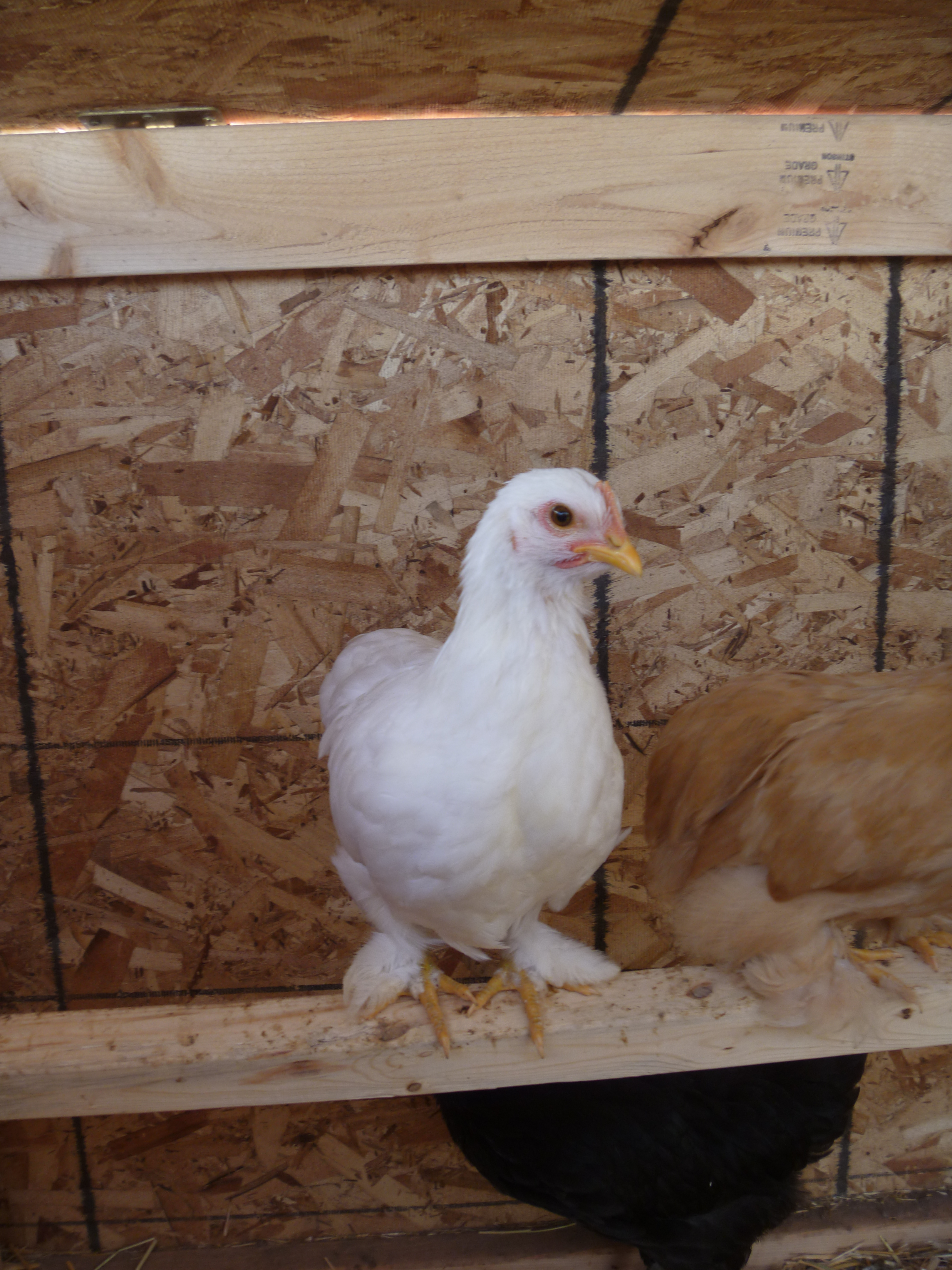 Choncho, cochin bantam pullet, about 12 weeks first part of July 2012