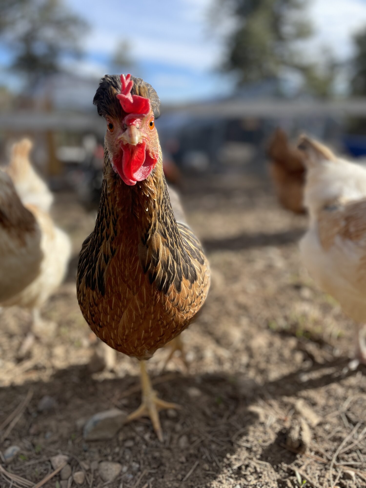 Chook Chook. Cream Legbar