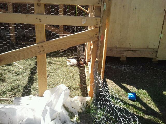 *Choosing sunlight, over the lamp inside the coop, to rest in :)