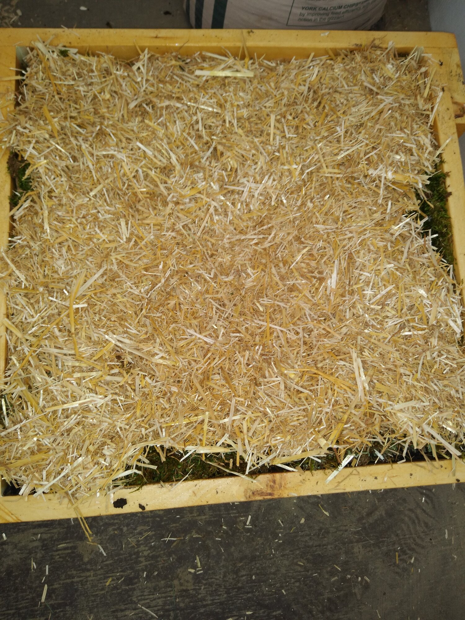 chopped straw over moss.jpg