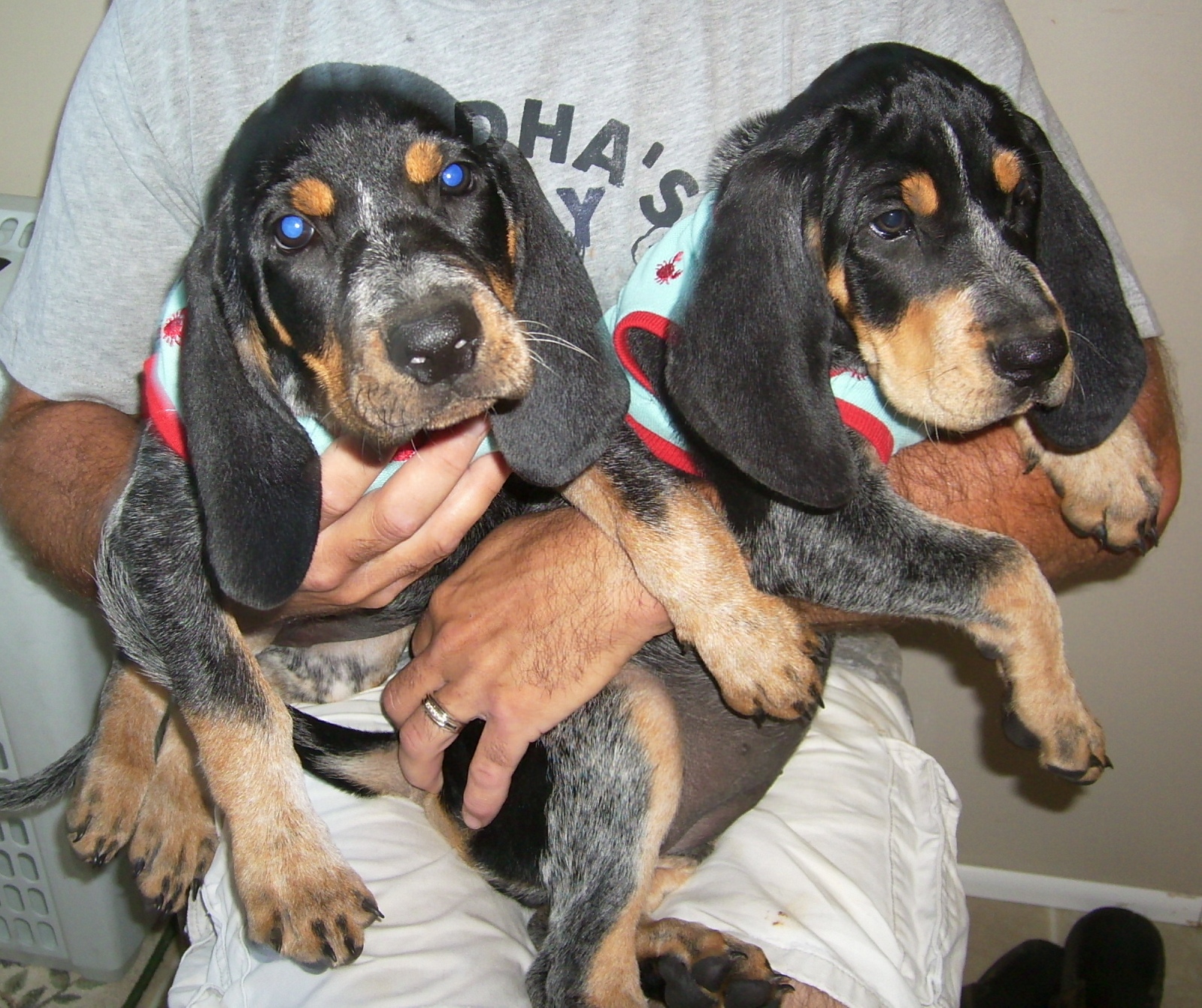 Chota and Cheyenne