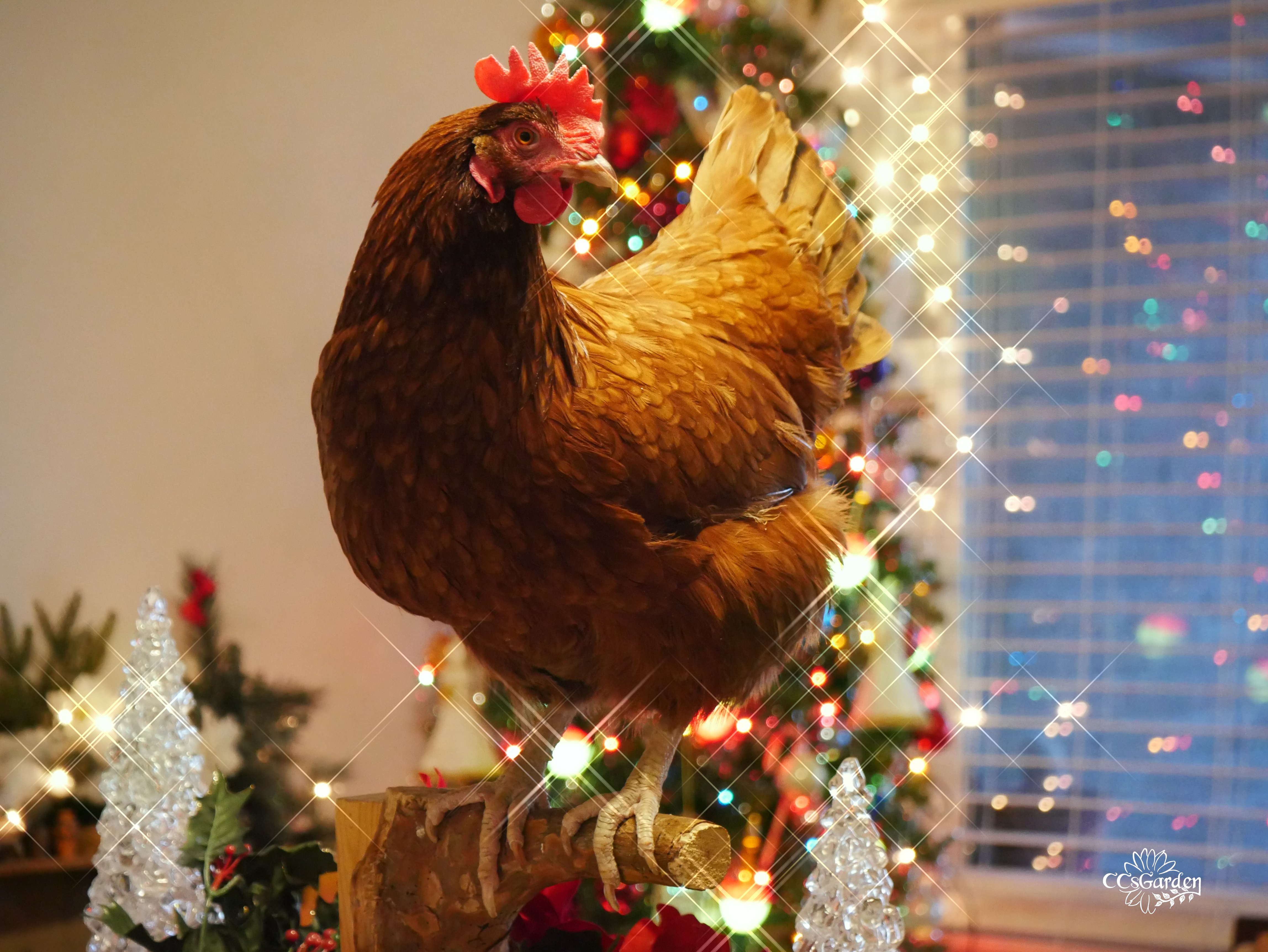 christmas chicken