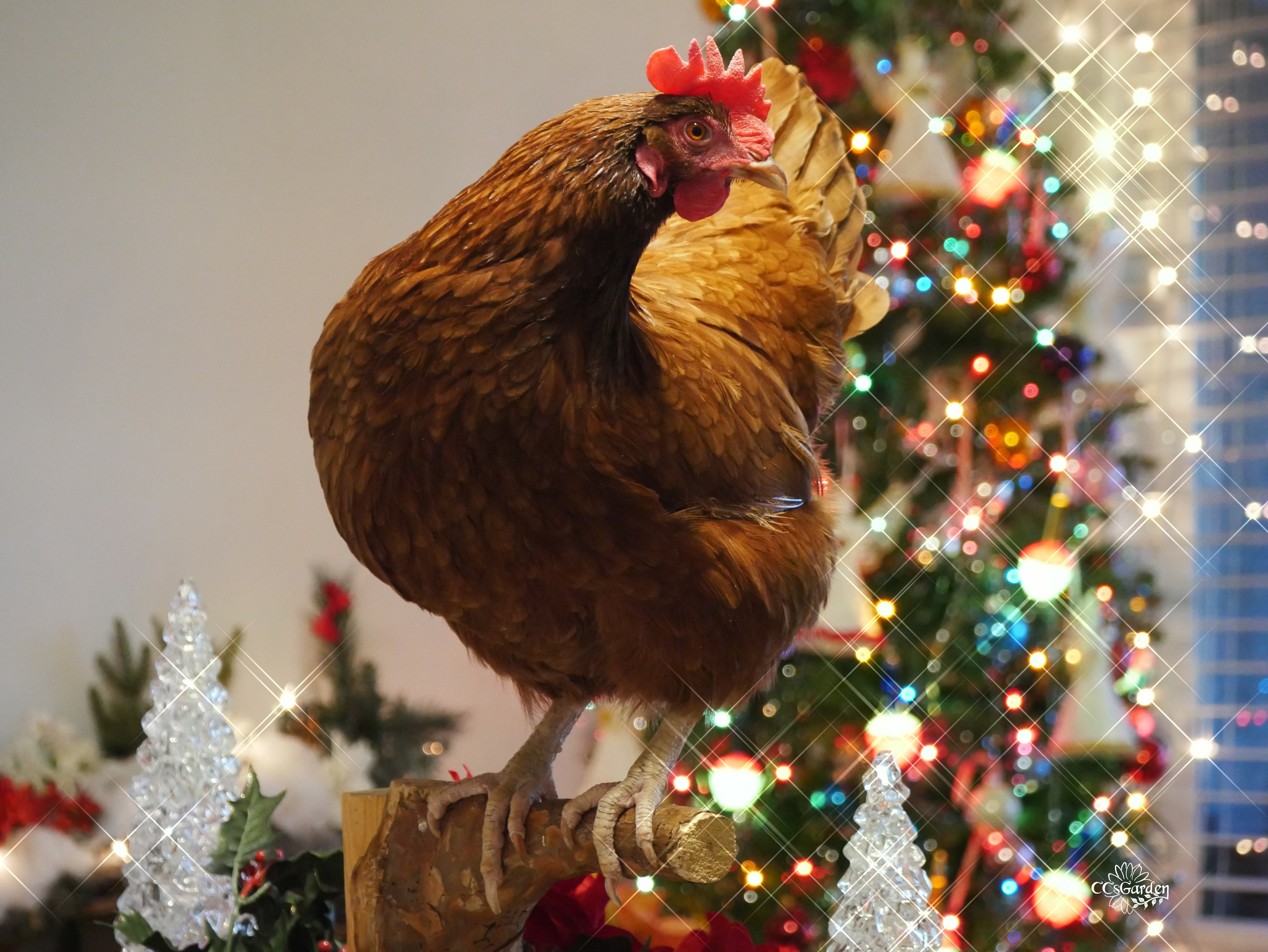 Christmas Chicken