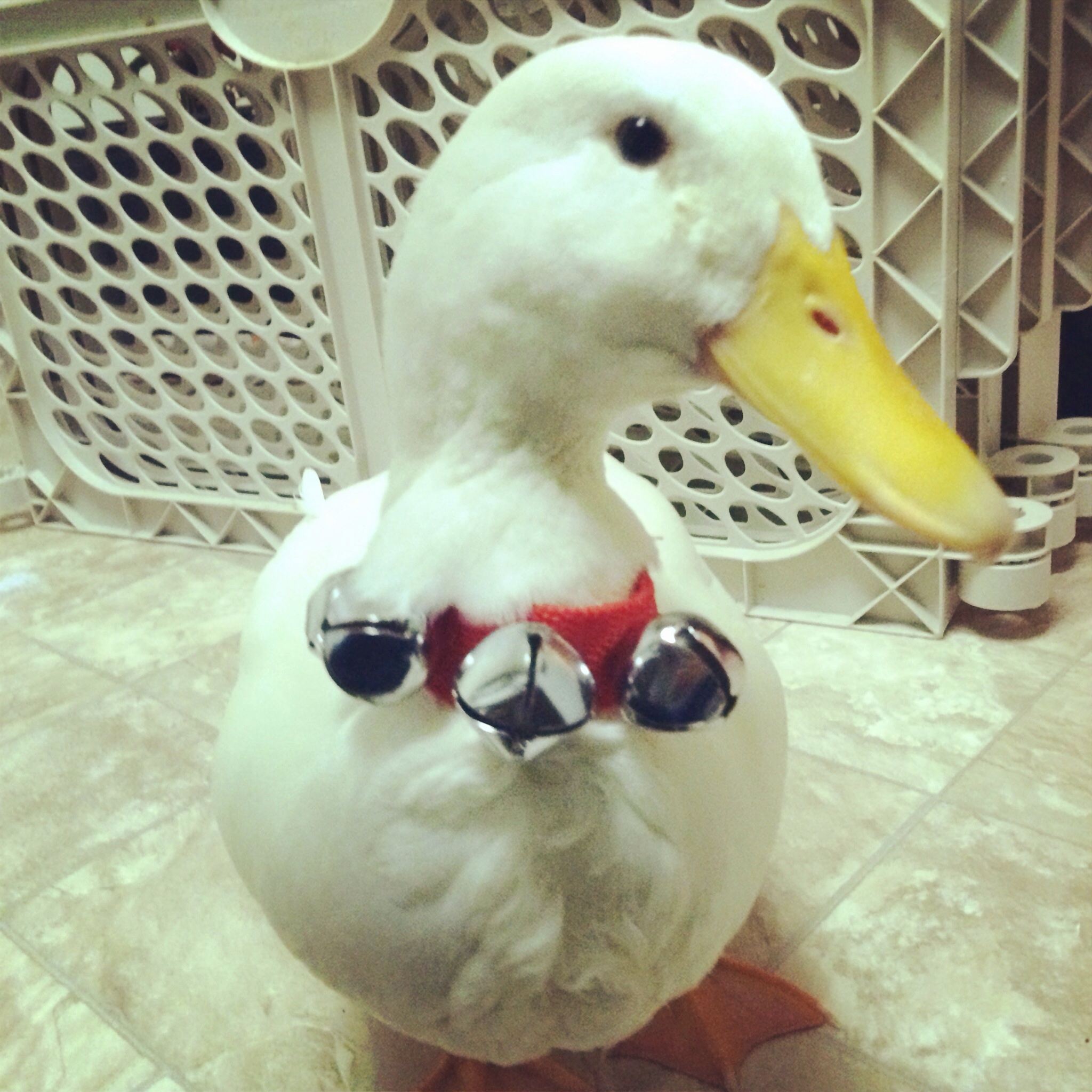 Christmas duck