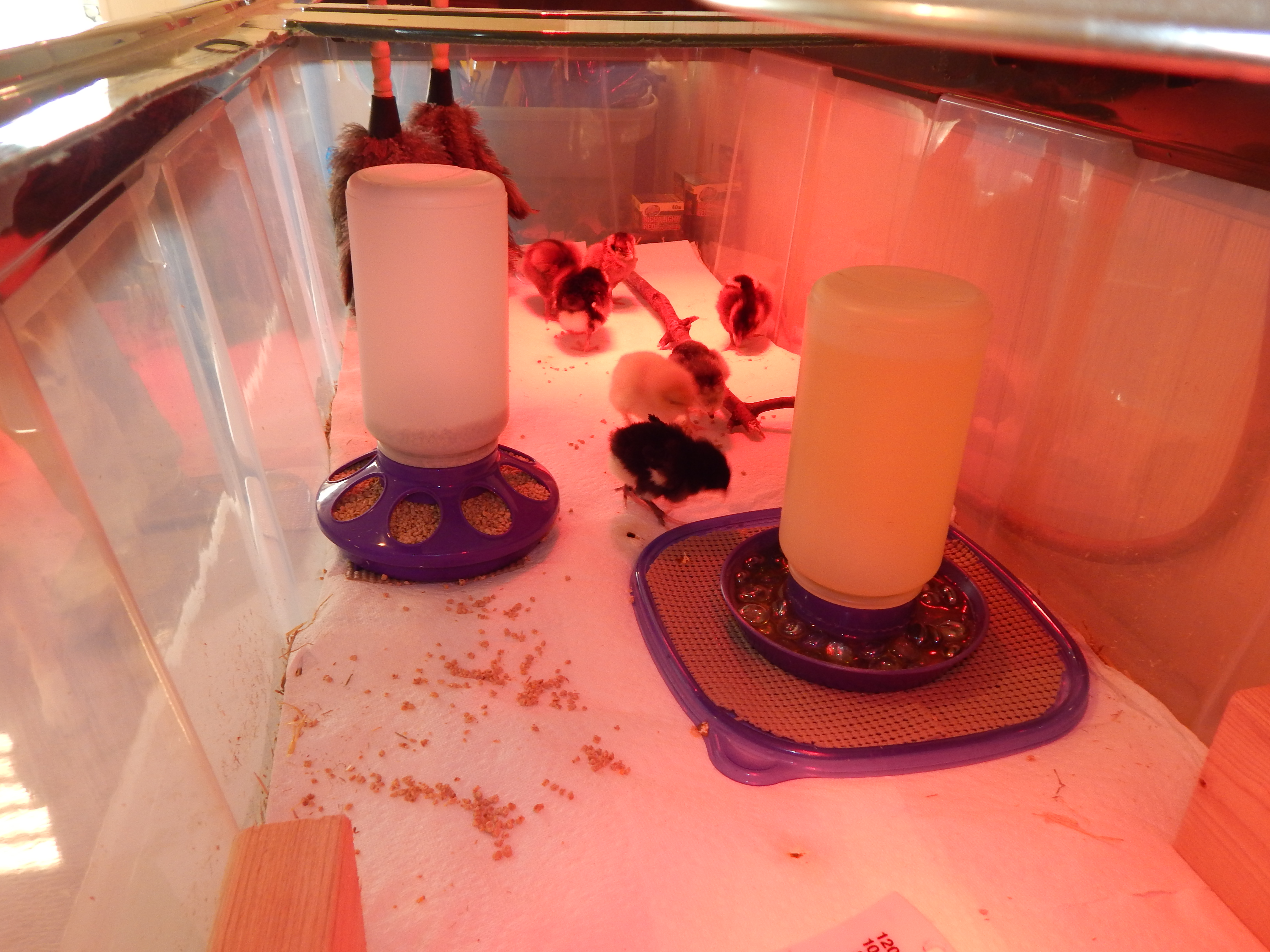 Christmas Tree Tote Brooder