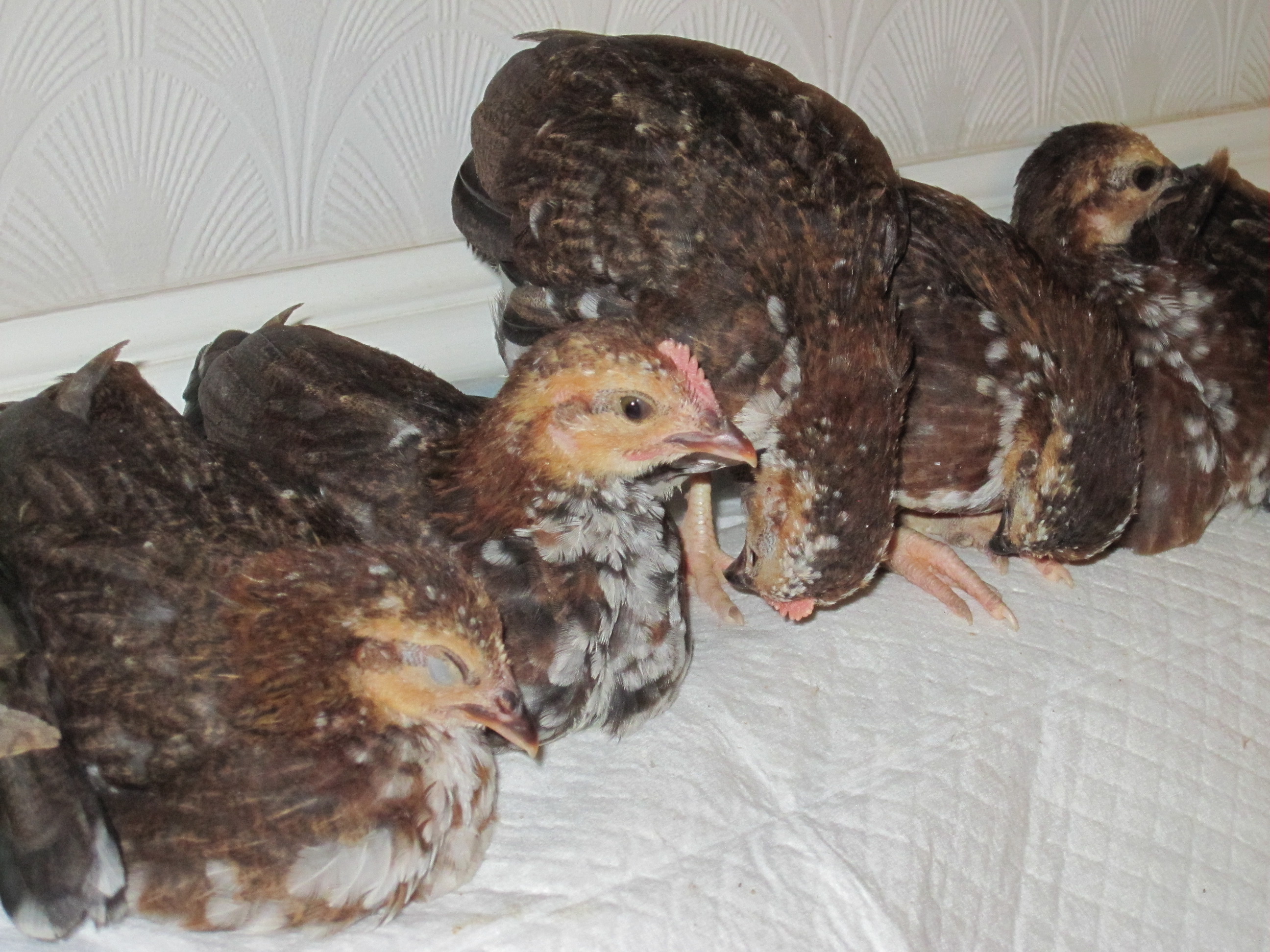 Christopher and Lucy's babies