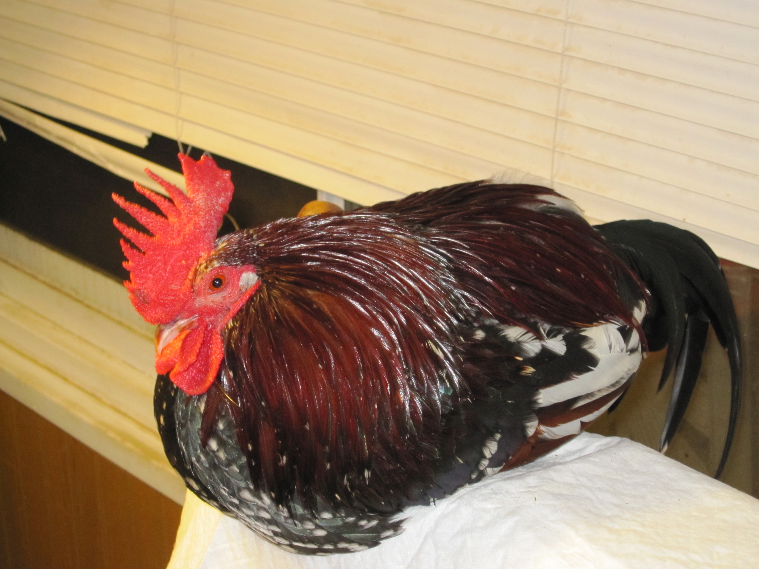 Christopher our prize winning Spangled OEGB.  Hand raised from hatch, spoiled rotten, but worth it all!!