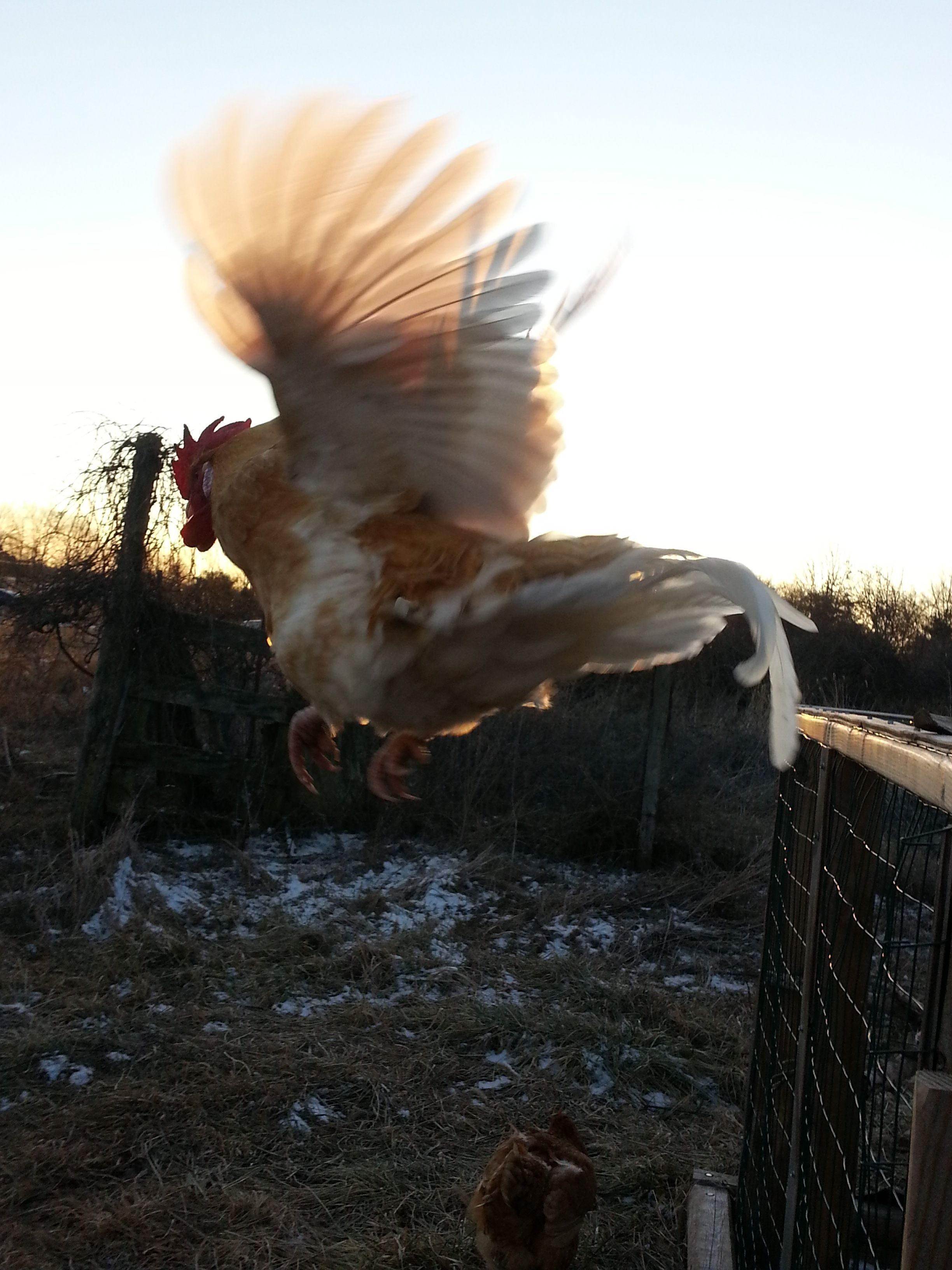 Chub Chub in flight!
