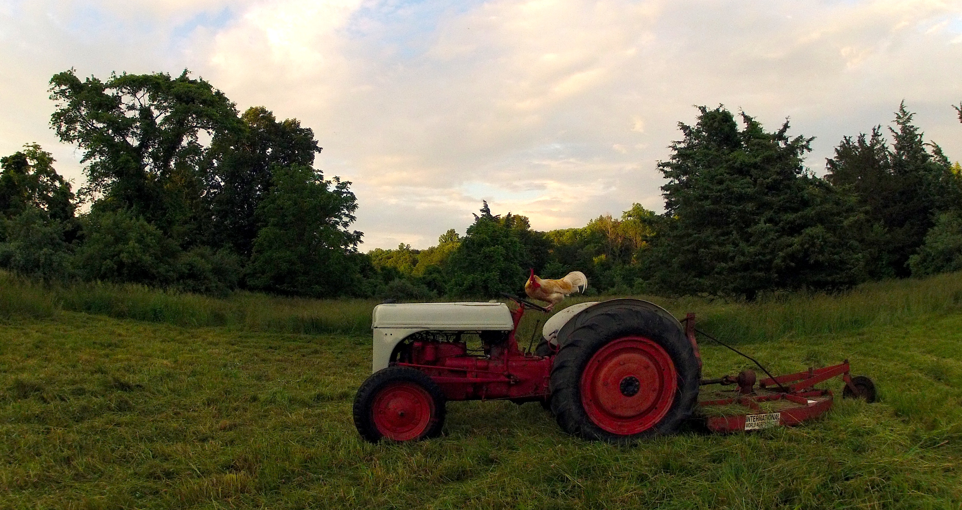 Chub Chub was helping with the Field Mowing.