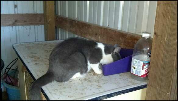 Chubba doing what he does best.