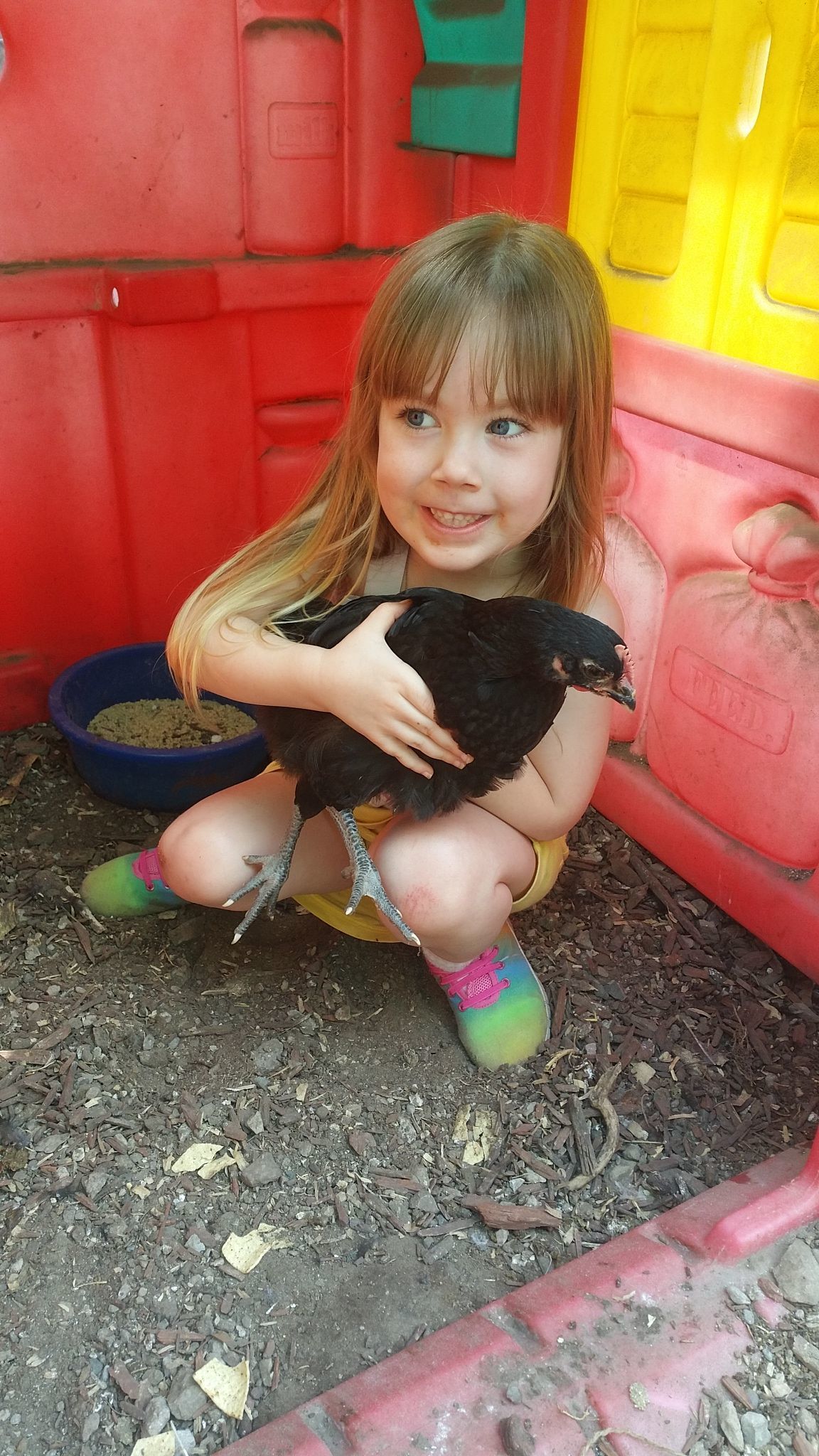 Chubby Checkers, black austrolop chick