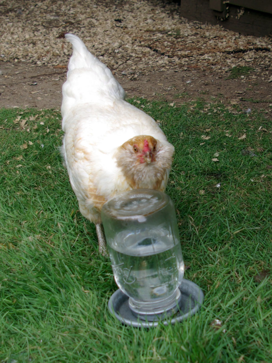 Chubby Cheeks - year old Easter Egger Hen