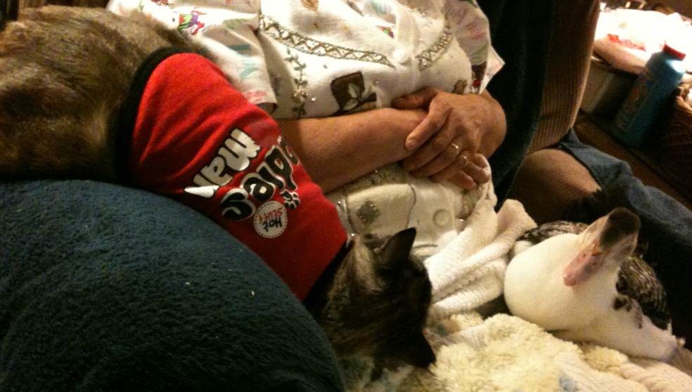 Chuchi,Gramma & Daisy sleeping