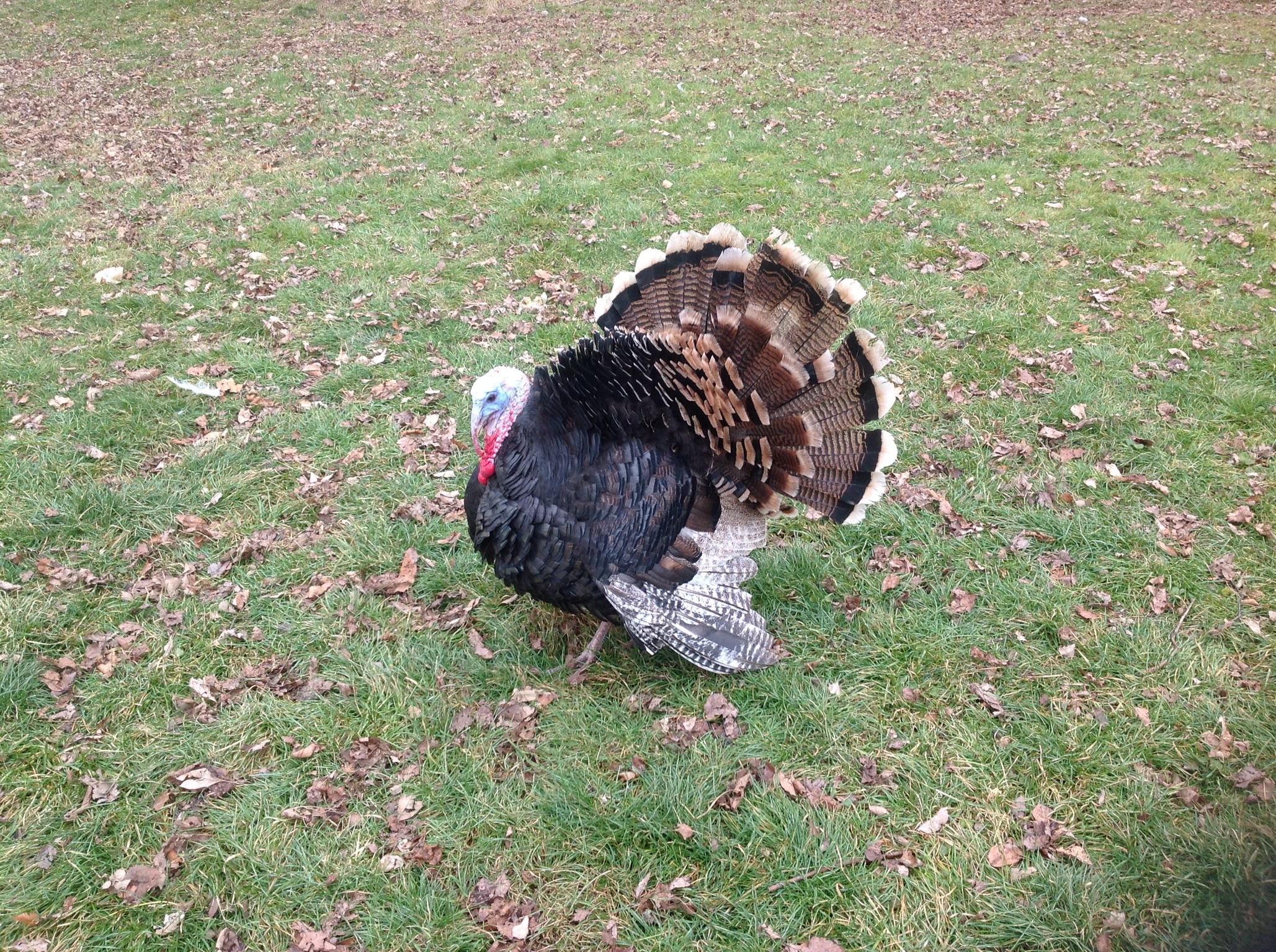 Chuck T 6 mo. (11/23/12)