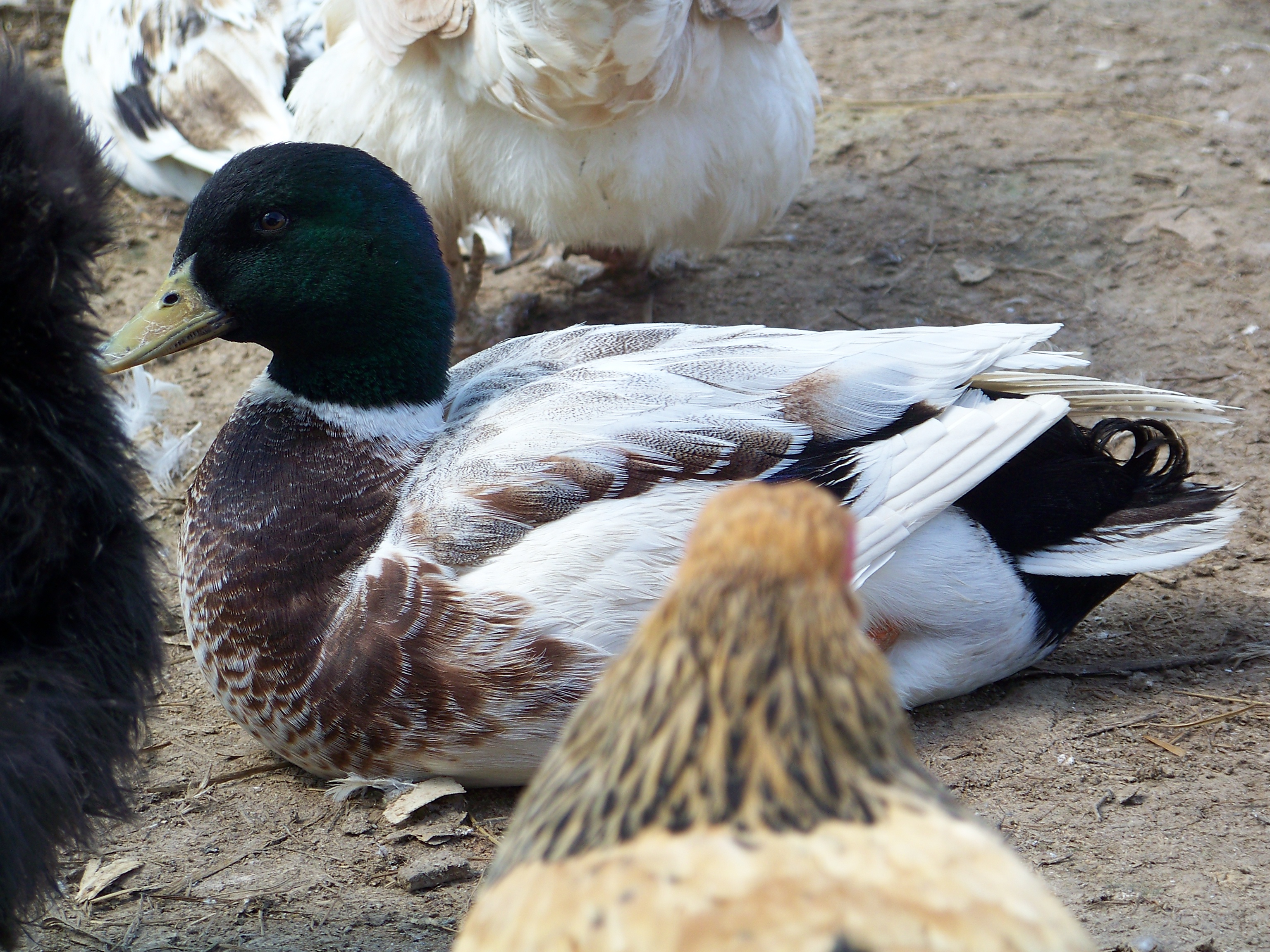 "Chucky (Duck)" - snowy Call drake