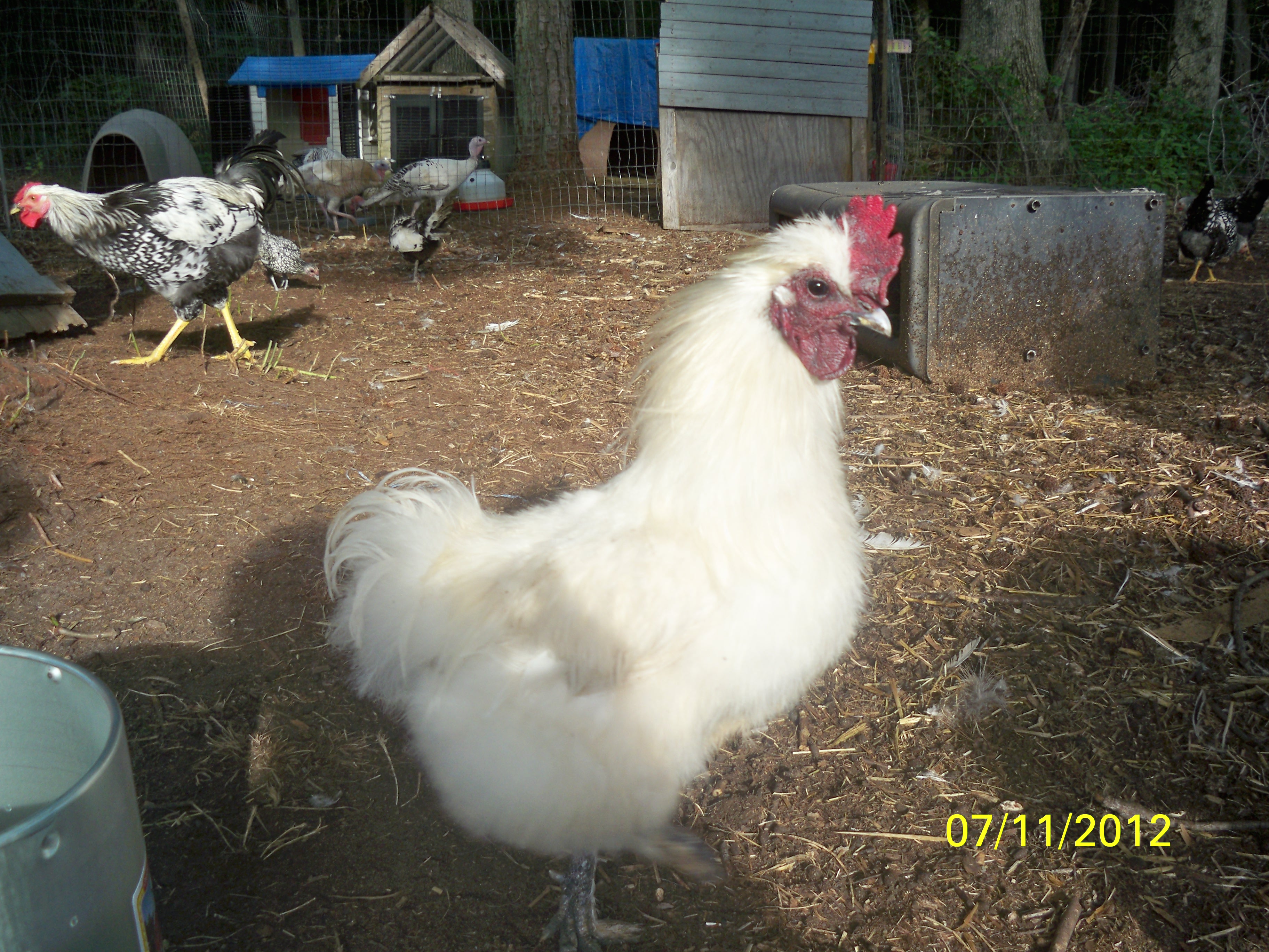 Chucky - Silkie rooster