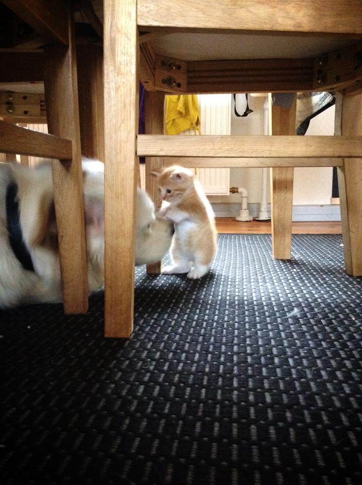 Chucky with our small cat