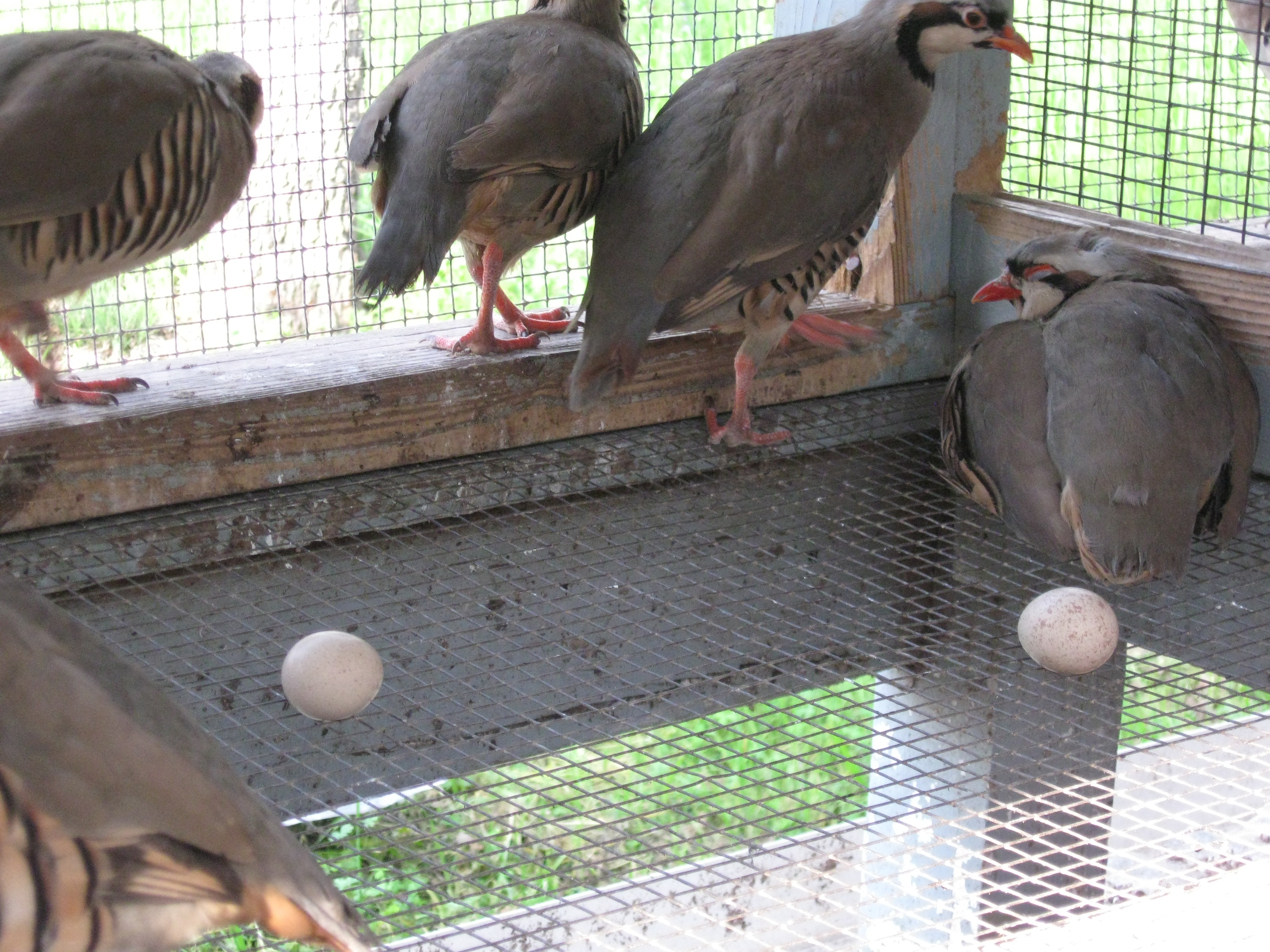 Chukar Pen