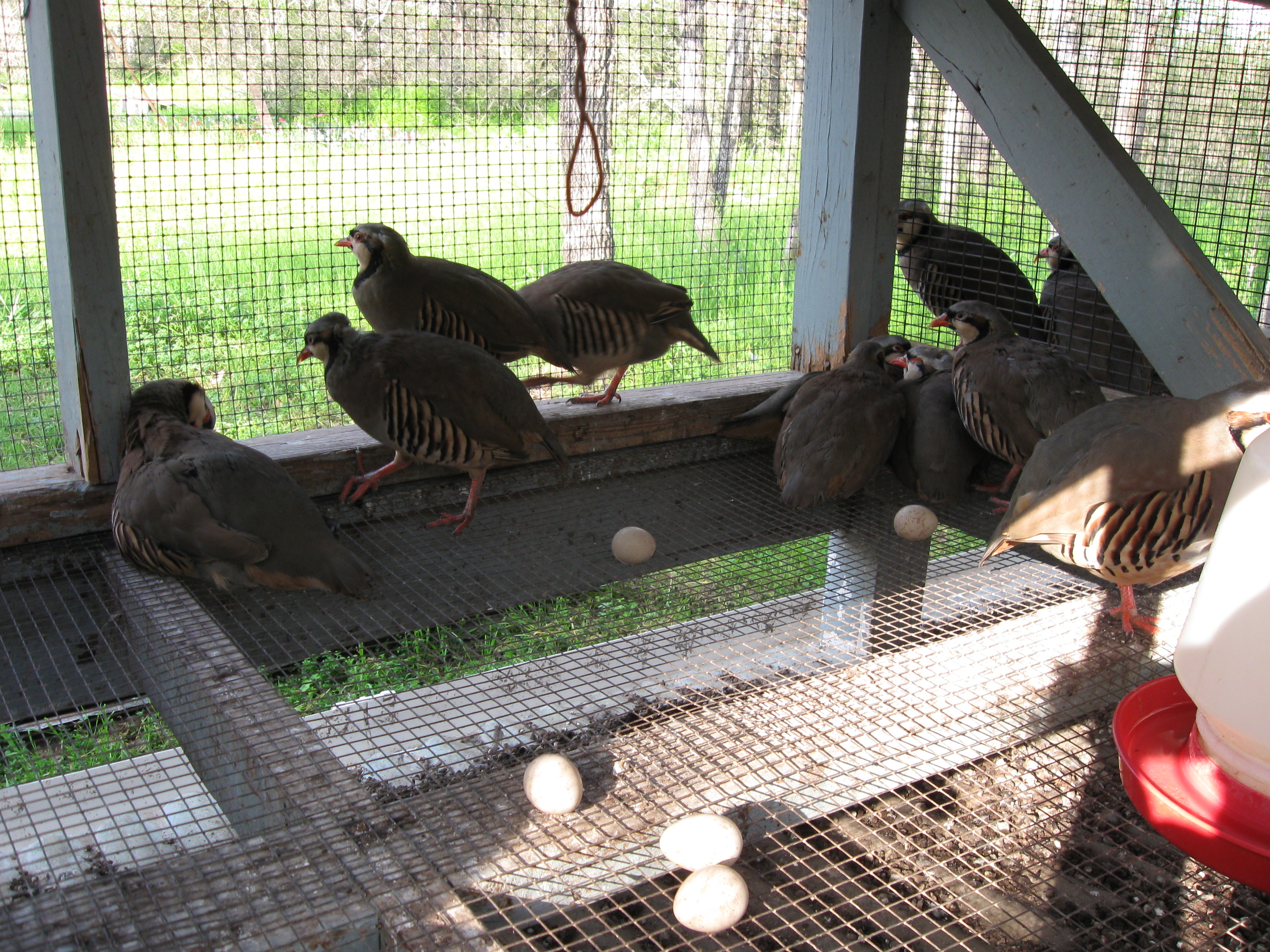 Chukar Pen