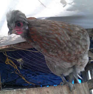 Chullu; Shiro x Willa 

Red & Blue w white spangles?? mottling??
Blue heart shaped eggs