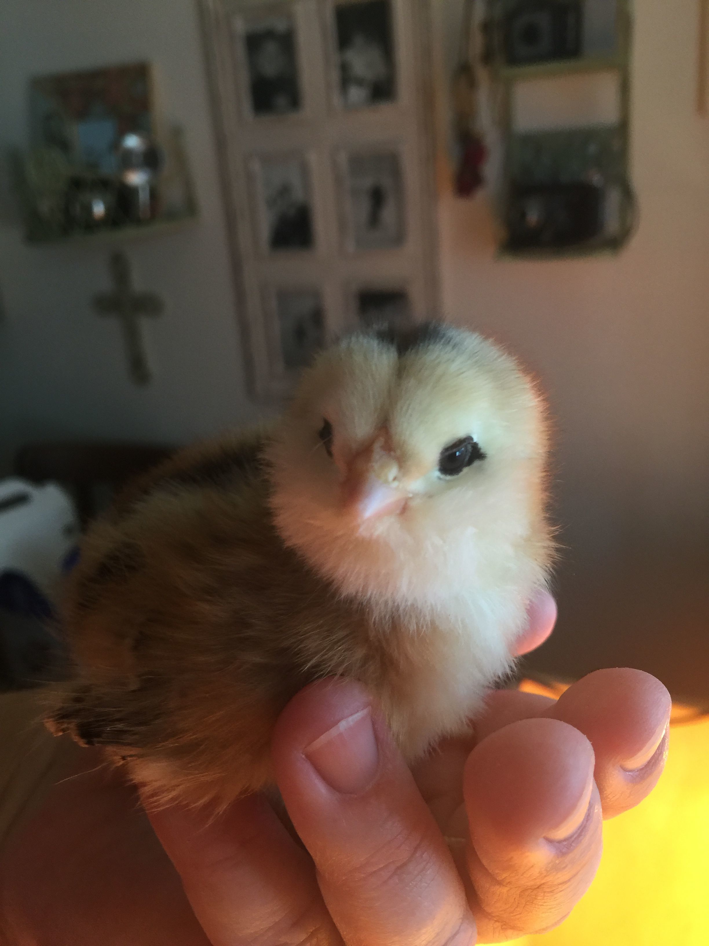 Chunk (Easter Egger)