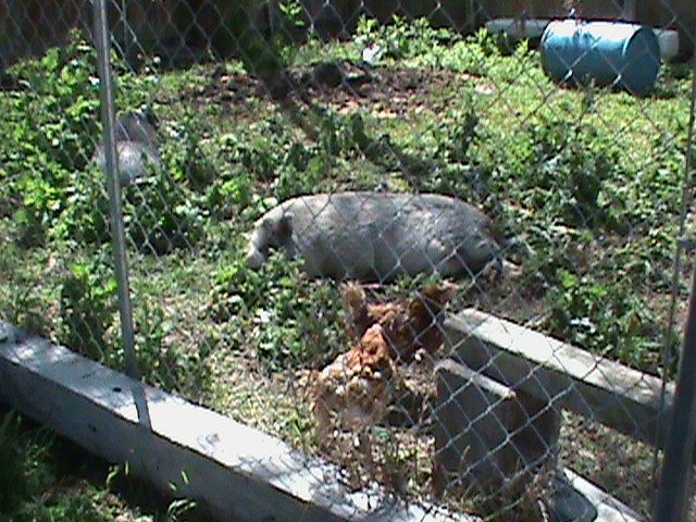 Chunky and Penelope hanging out with our free-range RIR's.  They even allow the chickens to eat with them and hang out in their mini-barn.  The chickens are their "free" housekeepers.  They work for food, lol.