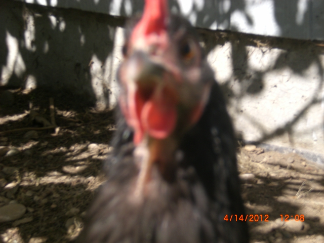 CIMG0779.JPG

Pic is blurry, sorry. I couldn't get a clear shot, nor one that showed her entire bald patch.
