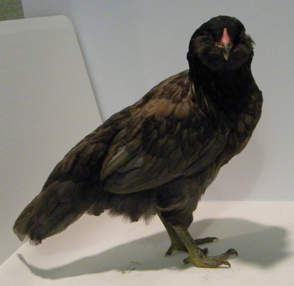 "Cinder" Easter Egger @ 12 wks