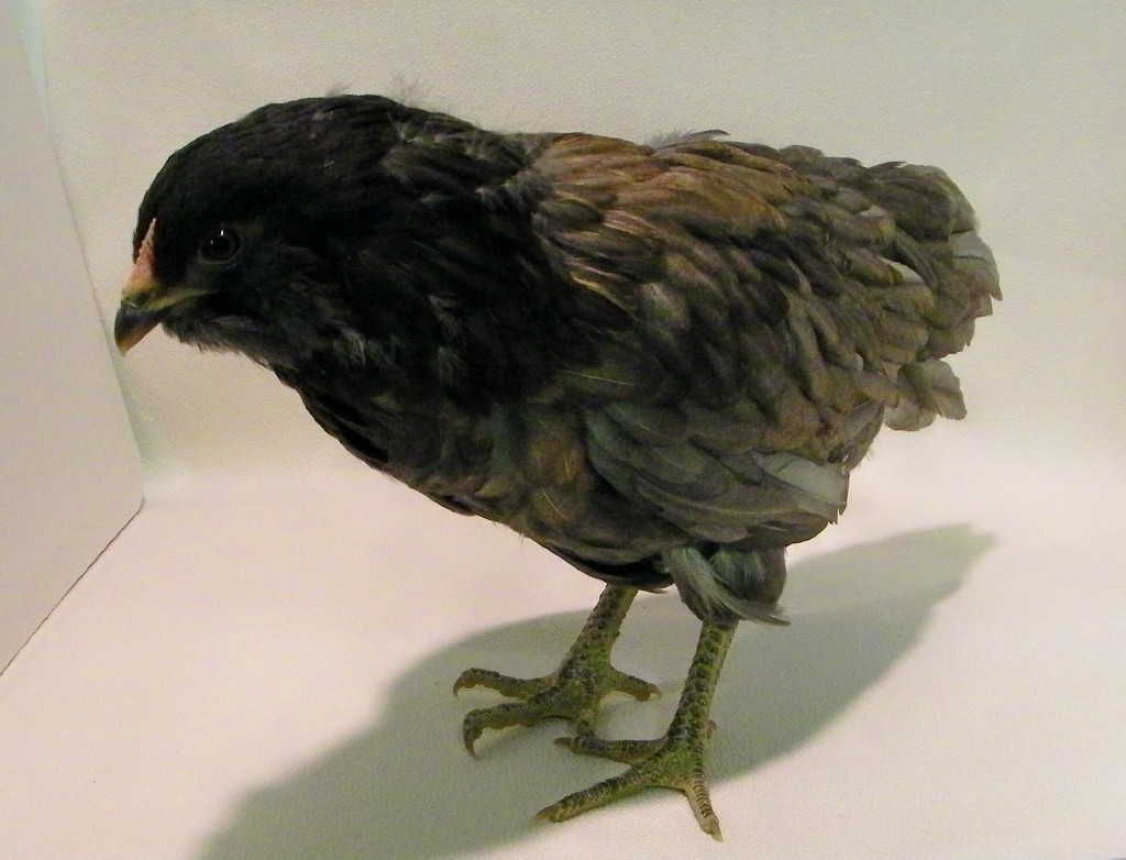 "Cinder" Easter Egger @ 7 wks