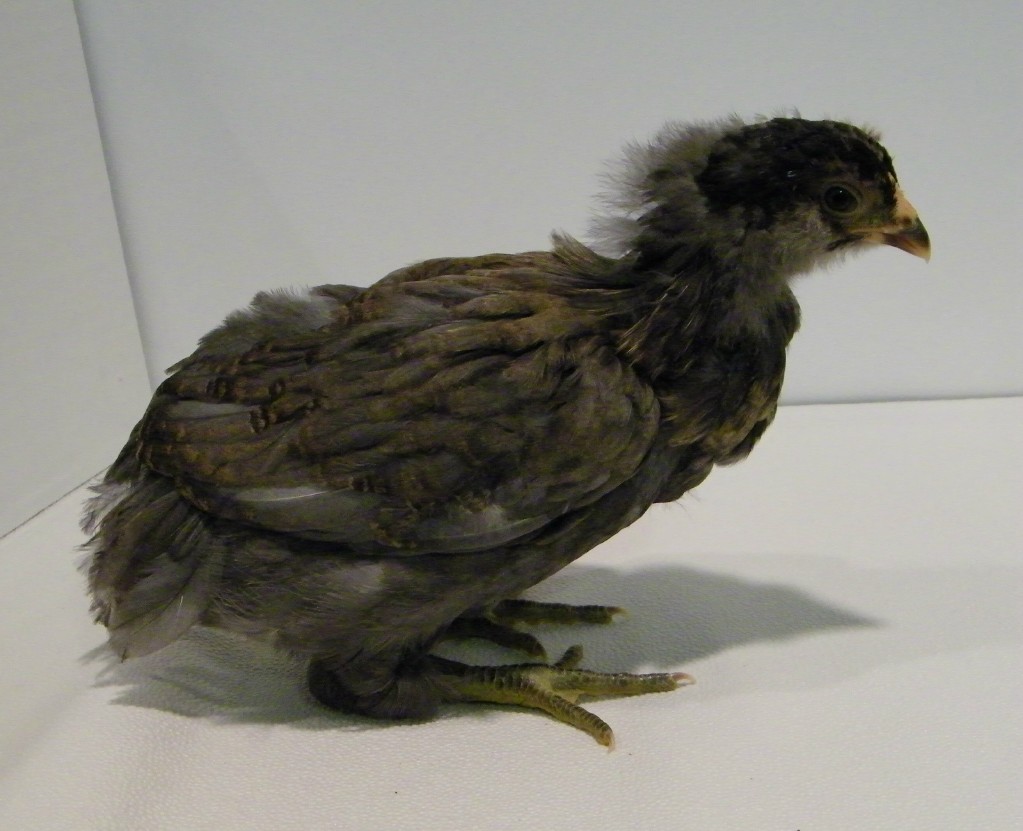 "Cinder" Smokey Easter Egger @ 4 weeks