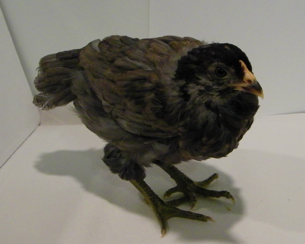 "Cinder" Smokey Easter Egger @ 5 weeks