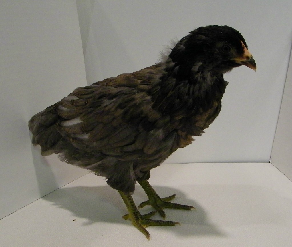 "Cinder" smokey Easter Egger @ 6 weeks