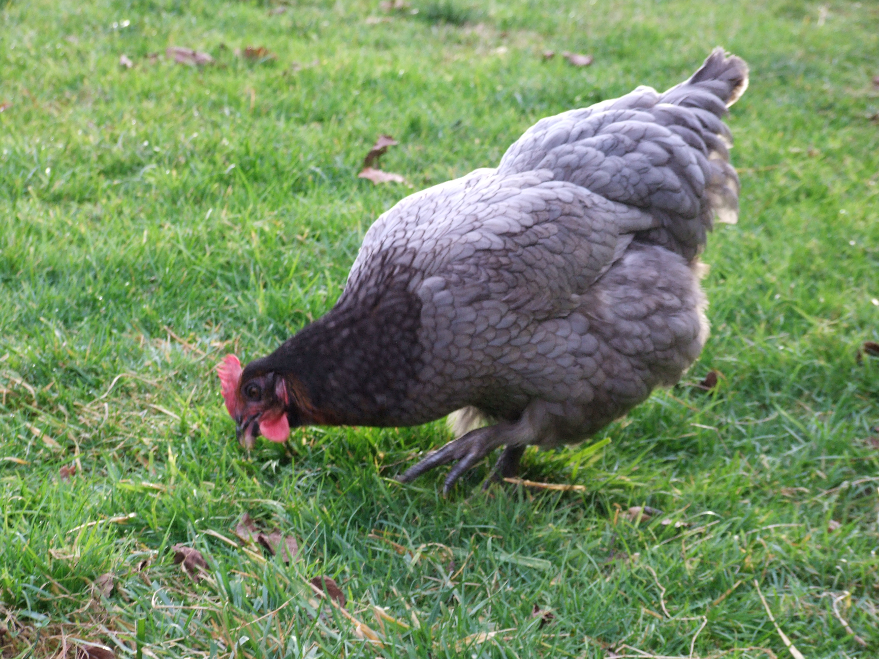 Cinders - a Marans - timid, shy and an erratic egg layer, but a beautiful girl, I love her to bits.