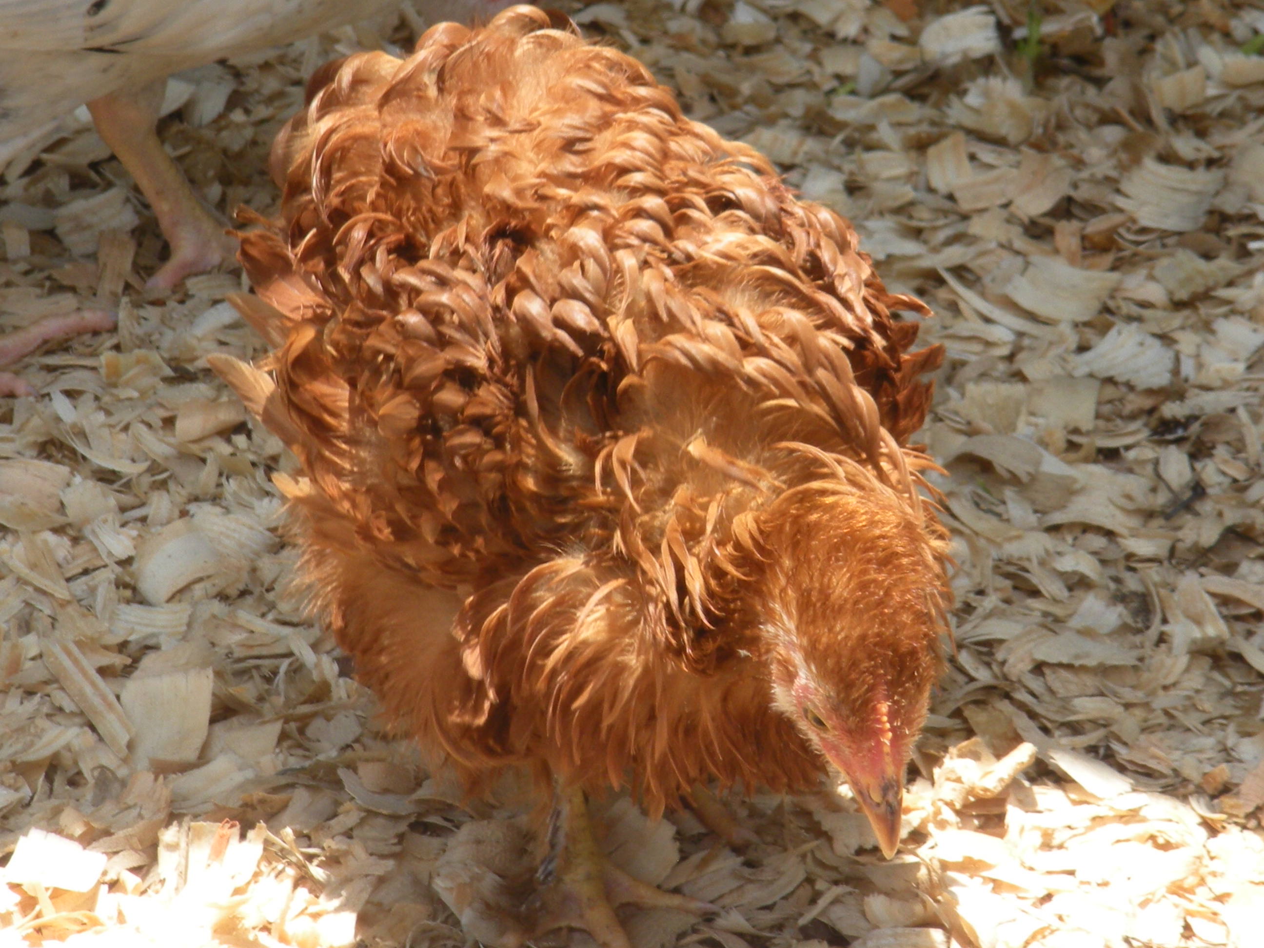 "Cindi-Hen" frizzle pullet, named after my cousin Cindi Lynn- they have the same hair style & color