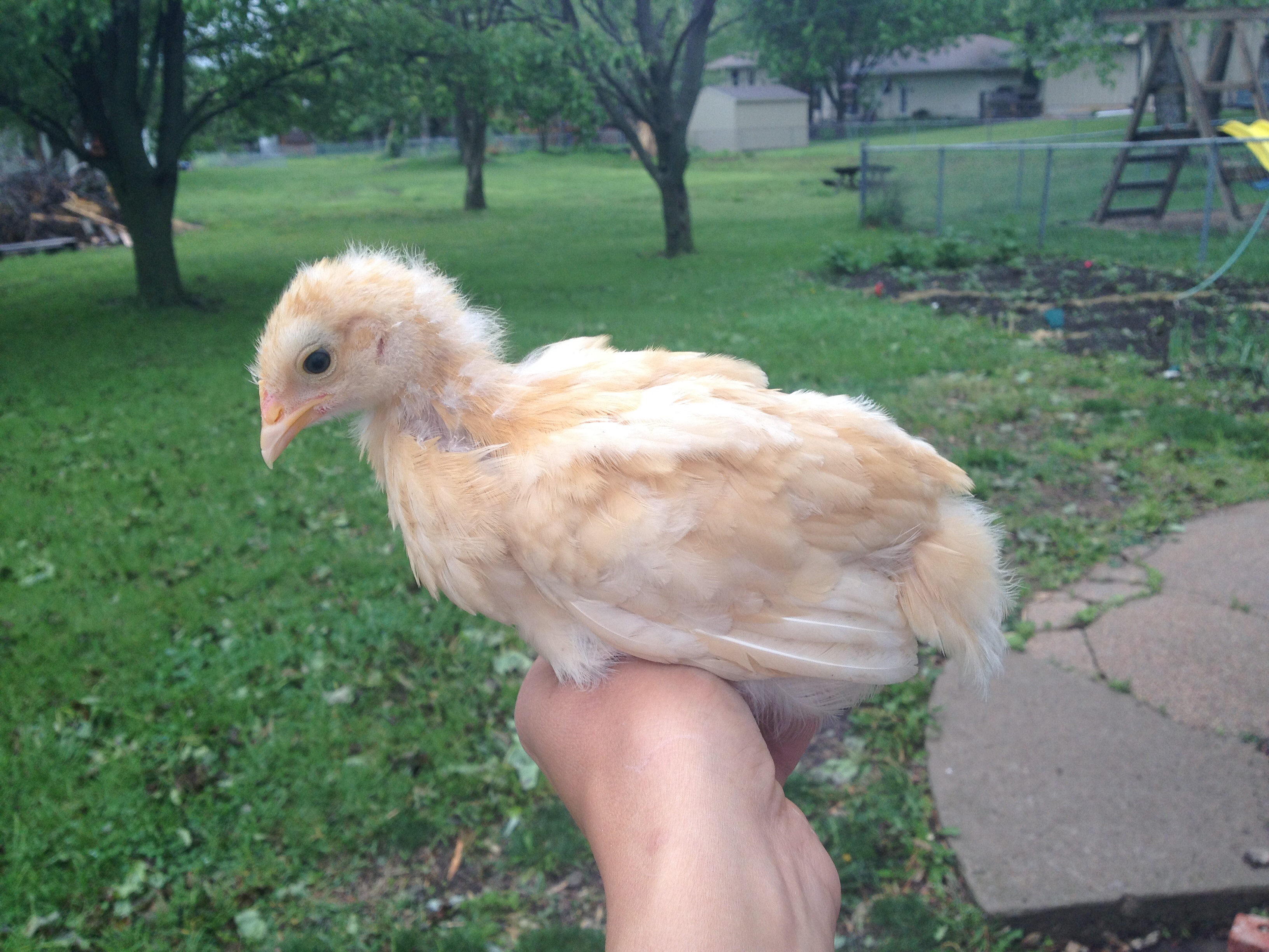 Cinnamon 4 weeks old