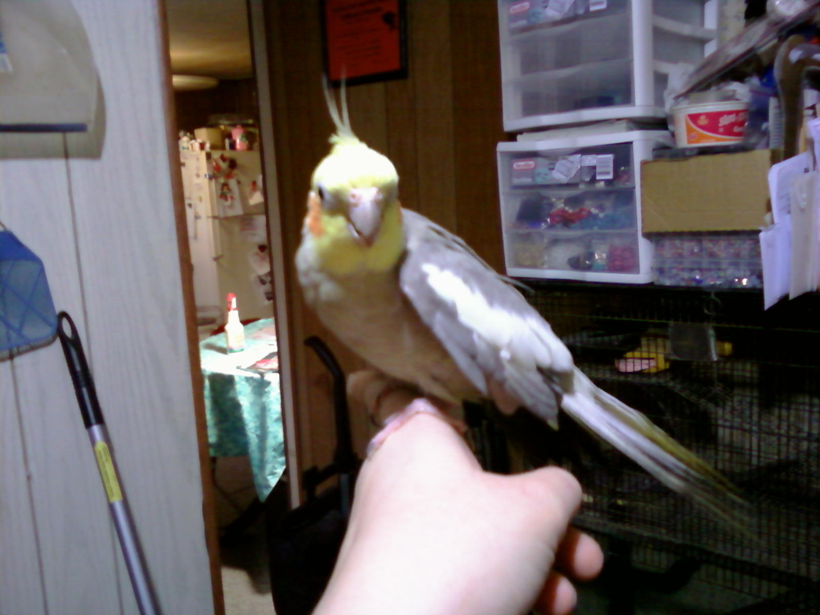 Cinnamon cockatiel "Mudd"