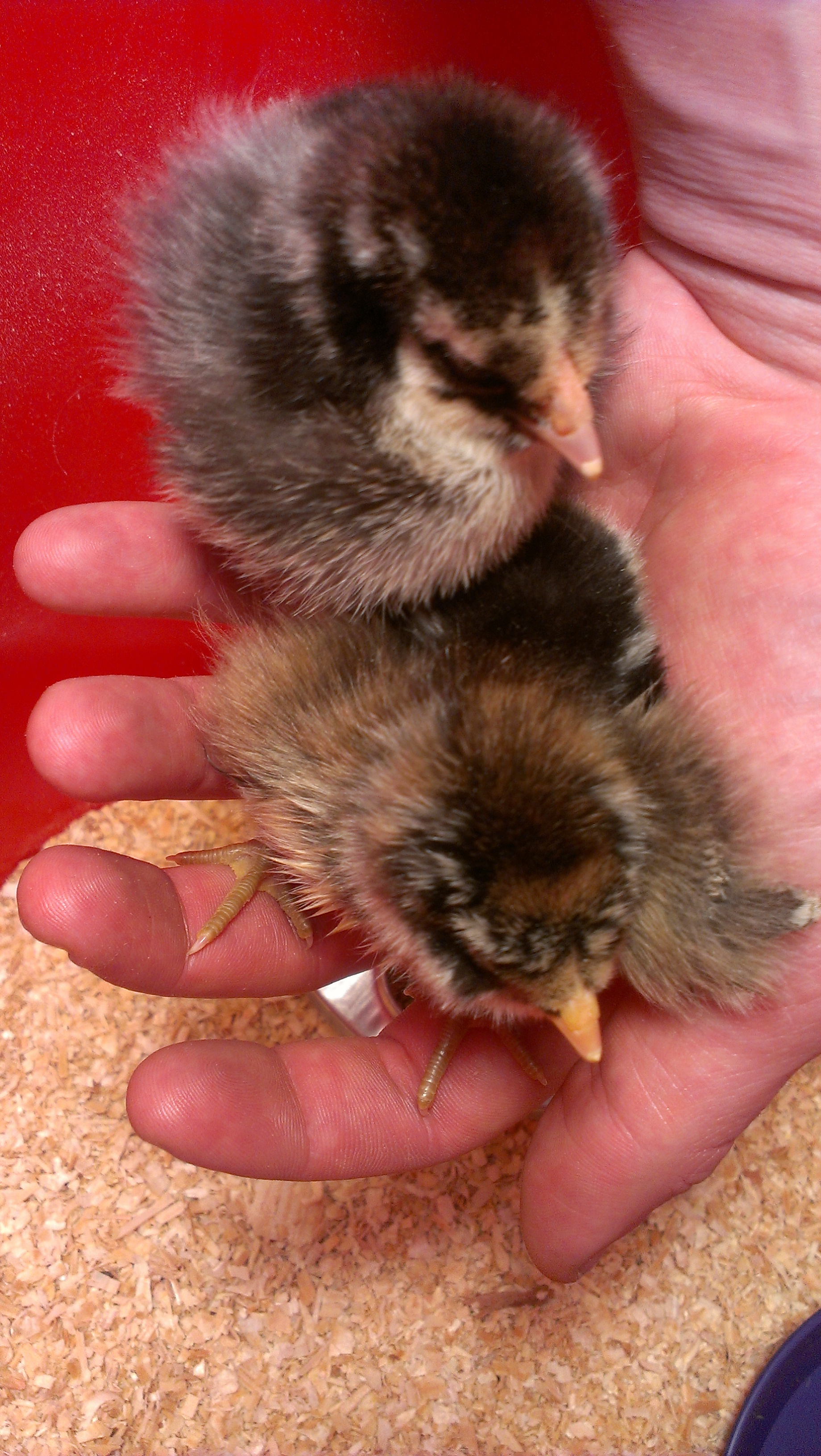 Cinnamon is on the bottom here.