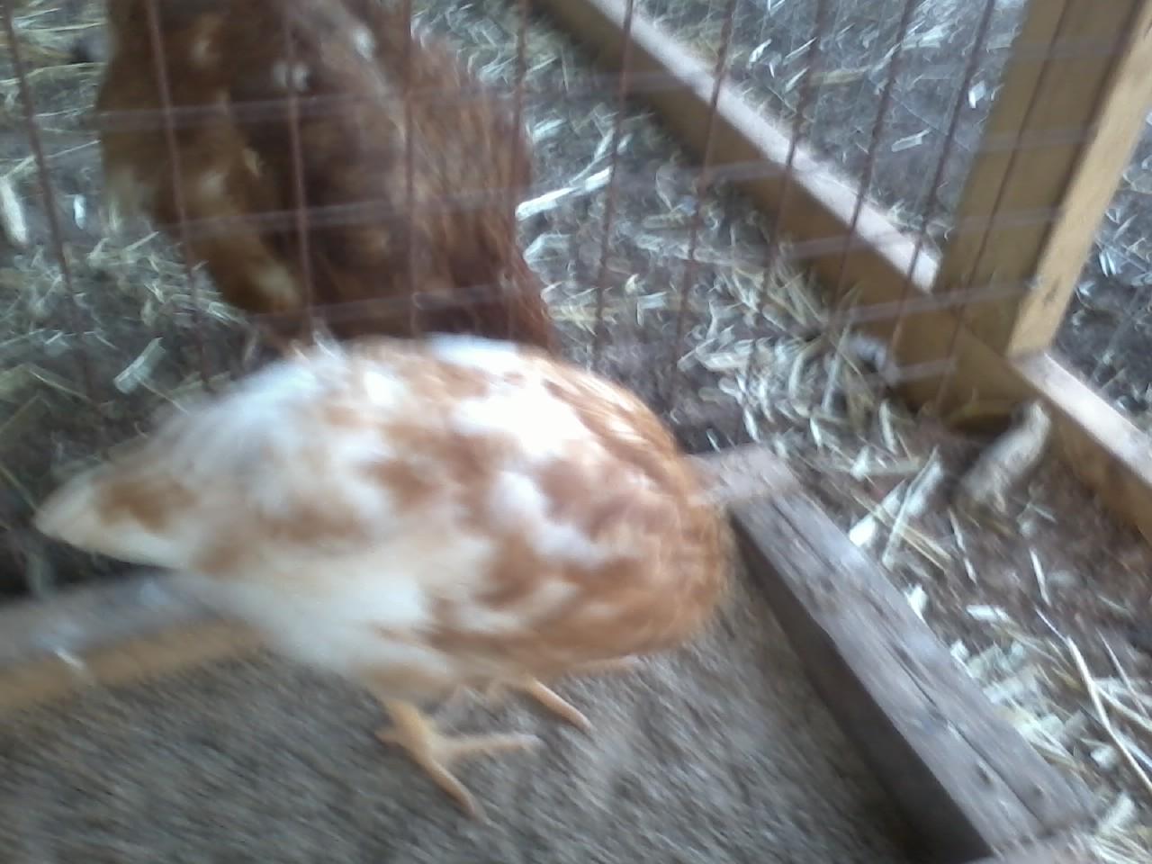 Cinnamon queen and RIR