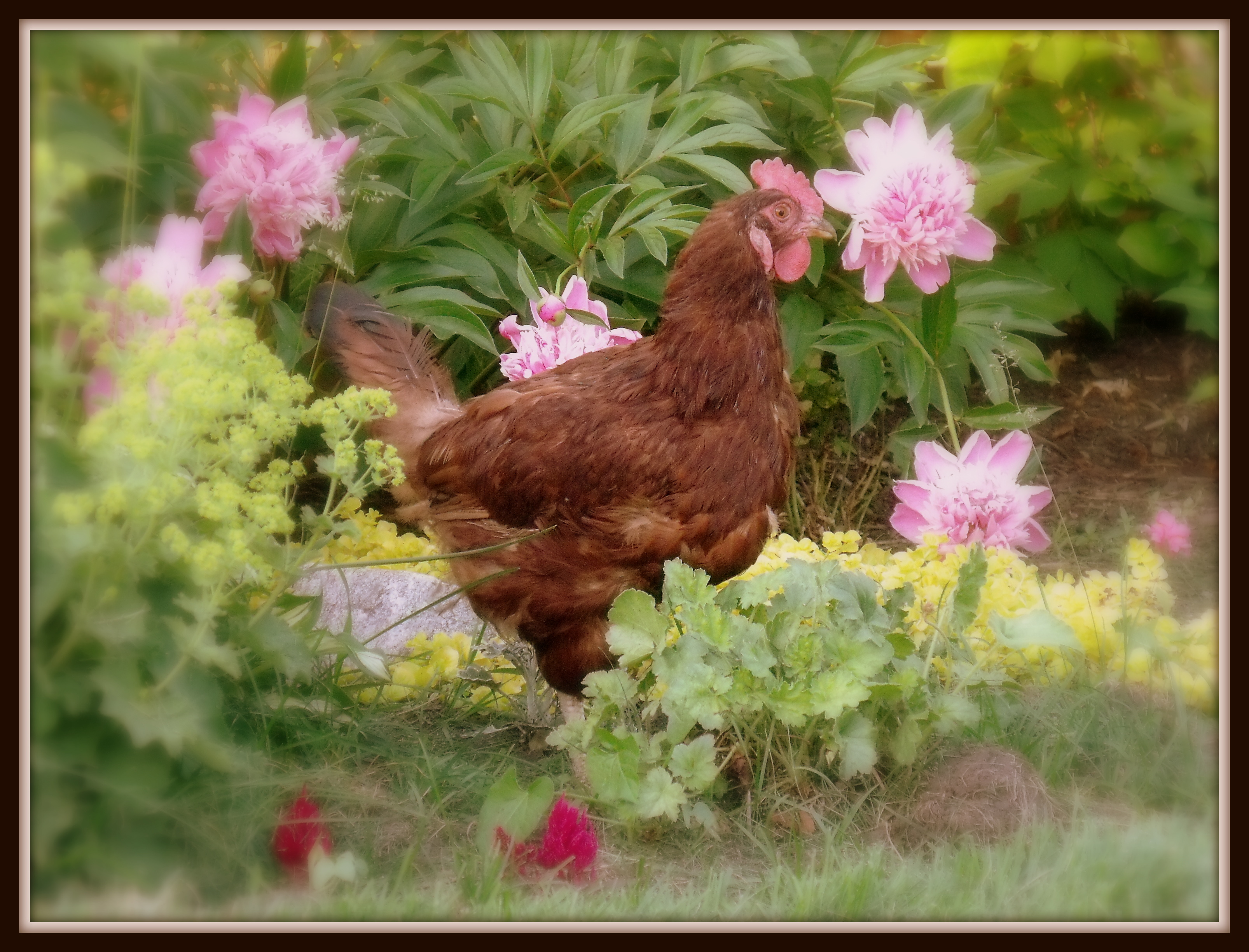 CINNAMON- Rhode Island Red