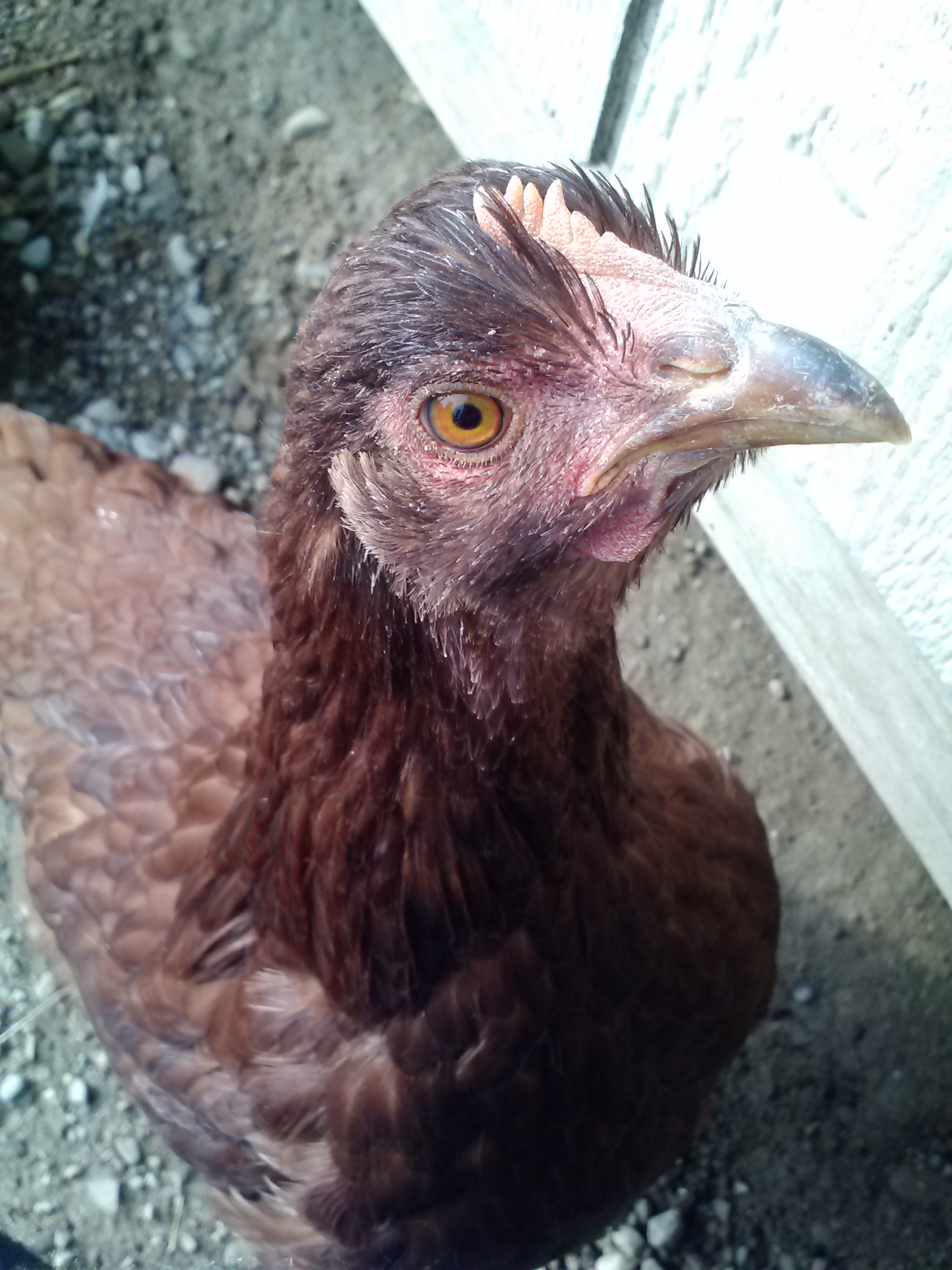 Cinnamon wanting on my lap.