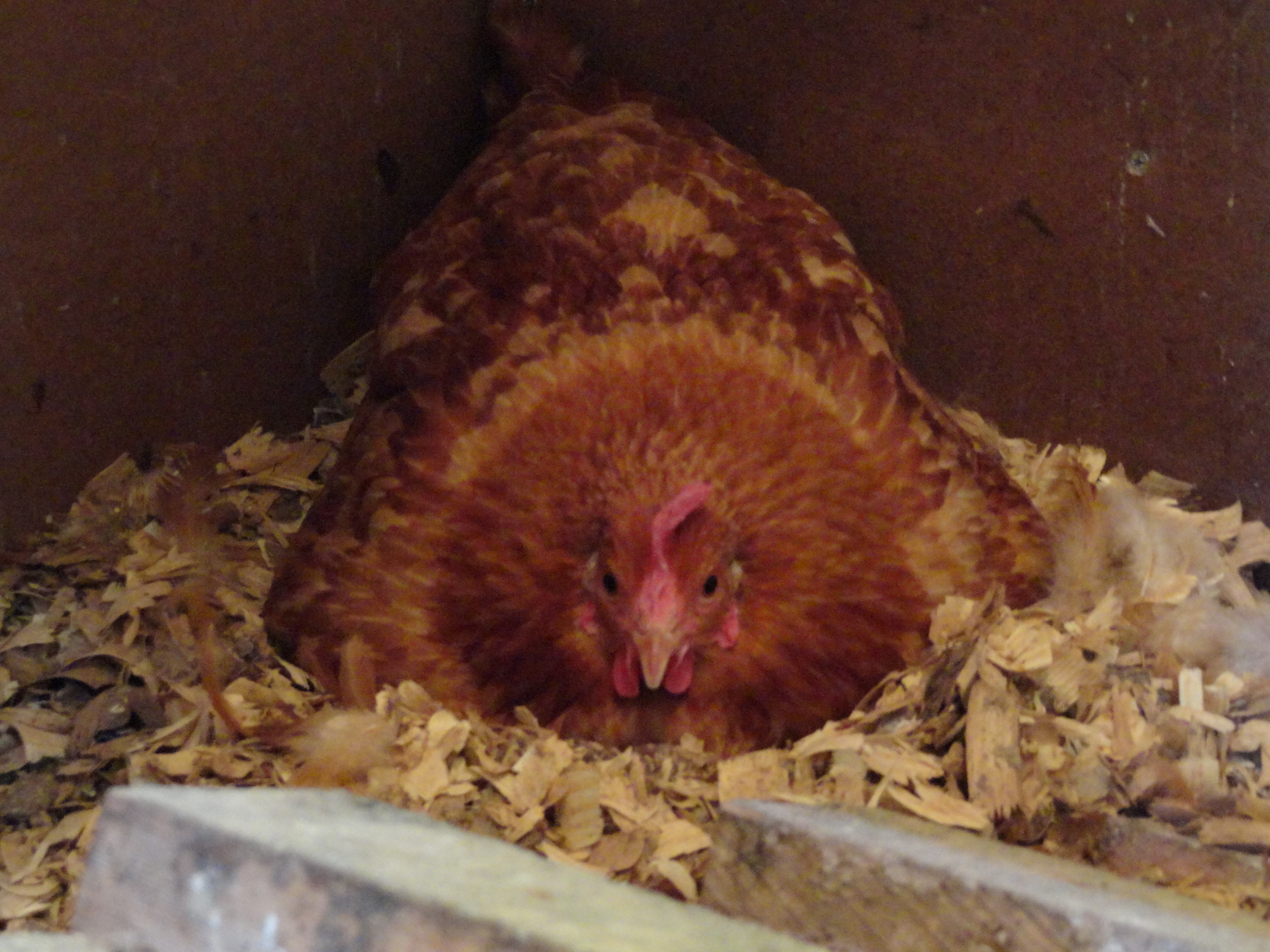 "Cinnamon" wants to be a mommy too.  She has 3 eggs...one hatched last night (6/18/12).