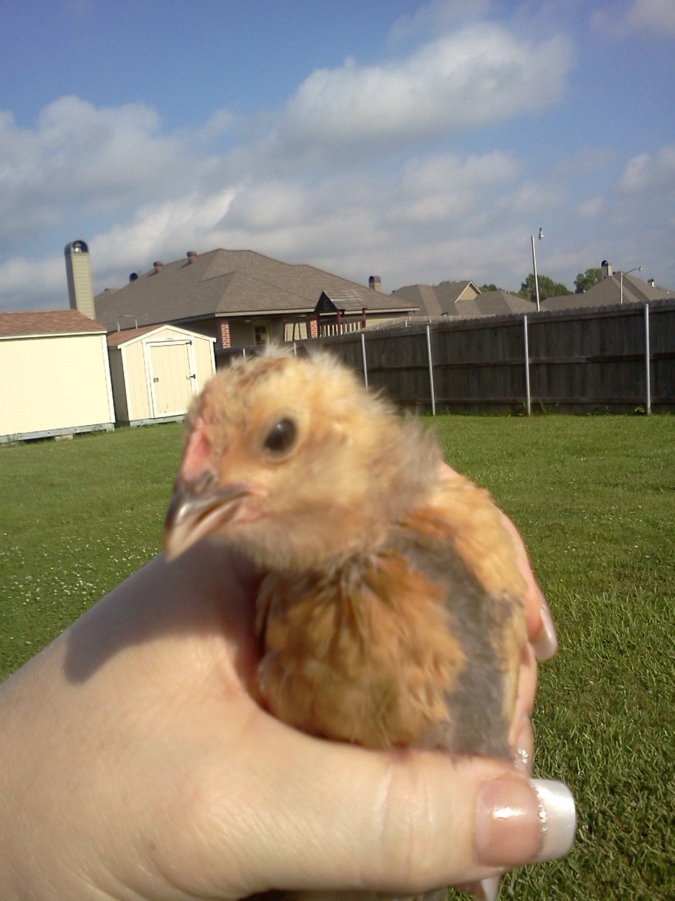 Cinnamon