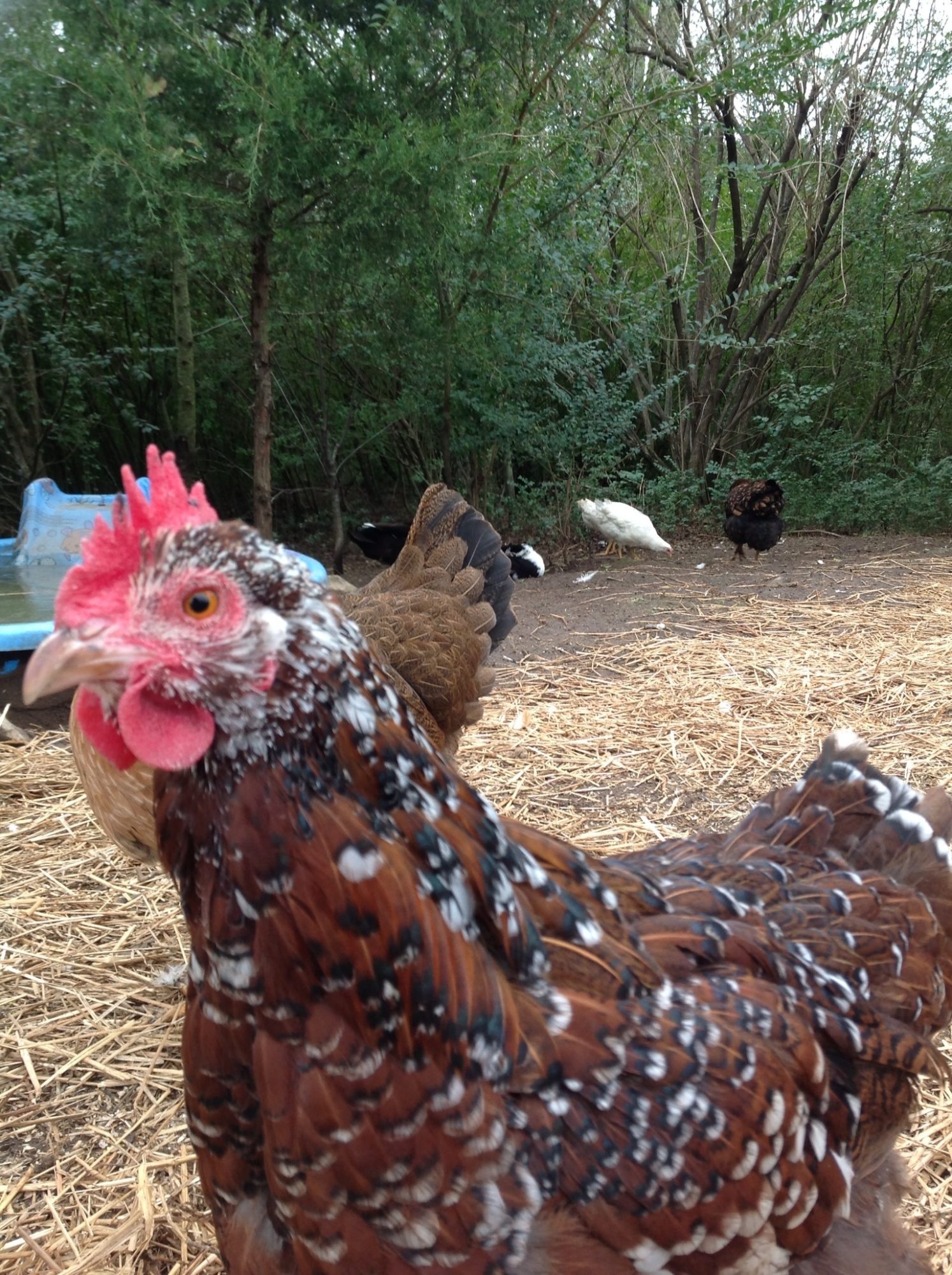 Cinnamon BackYard Chickens Learn How to Raise Chickens