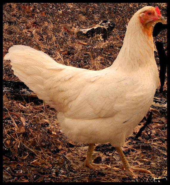 Cirrus is Cubalaya
