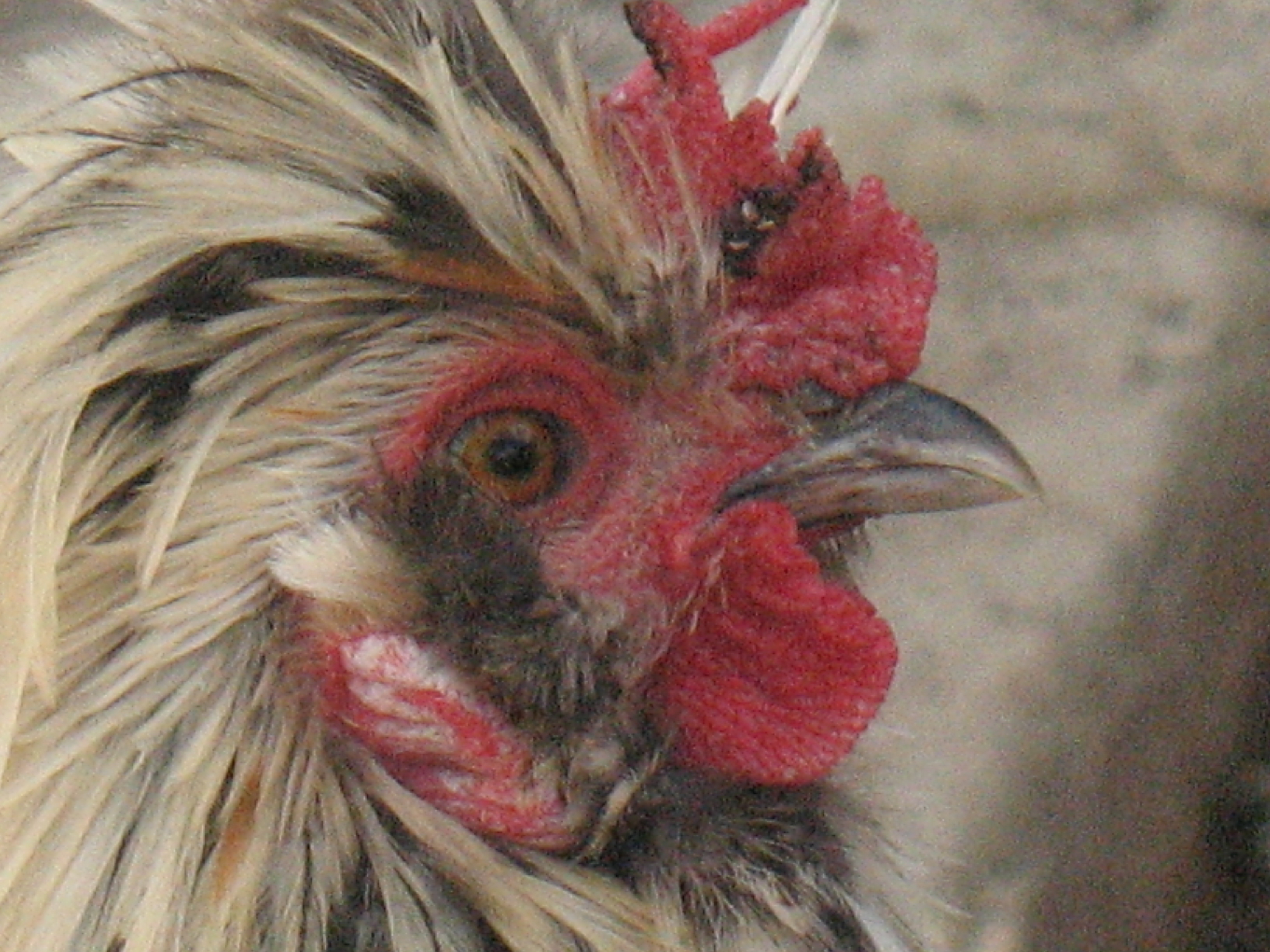Cisco...  my second roo...  a smooth frizzled bantam cochin...   beautiful and well behaved.