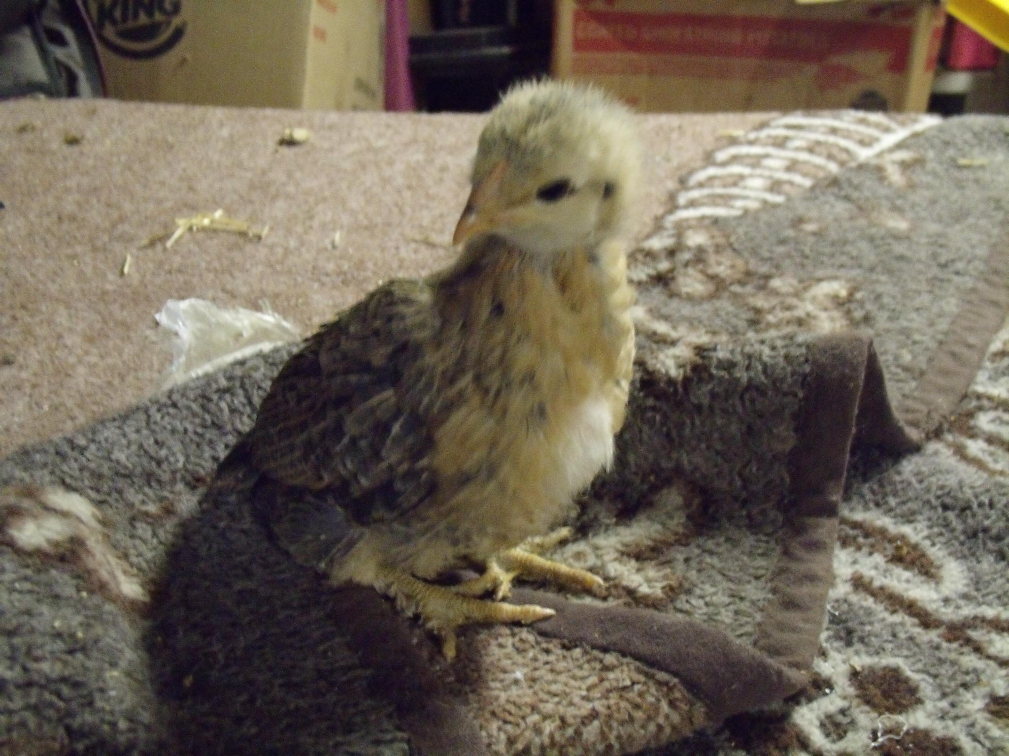 CJ, hatched January 1st 2012