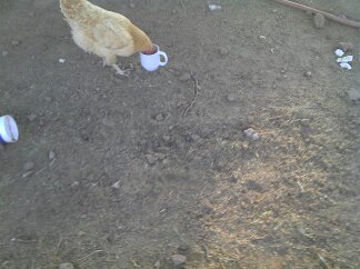 Clair eating out of a cup some veggies...
