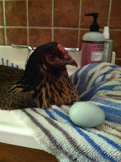 Clara and her first egg, taking a well deserved soak